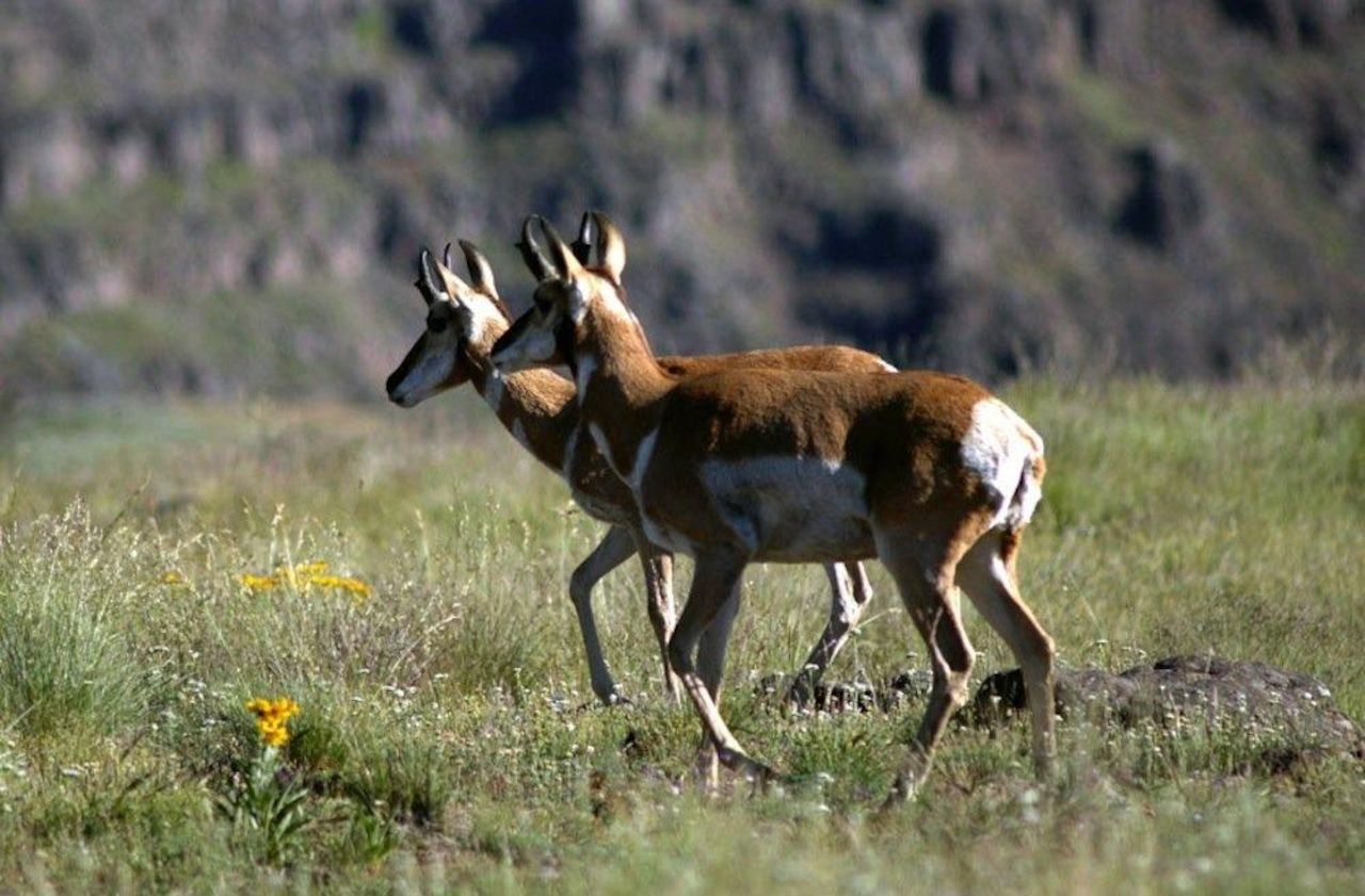 1280x841 Pronghorn antelope strut their stuff on Oregon's high desert, but readers like whales (poll)