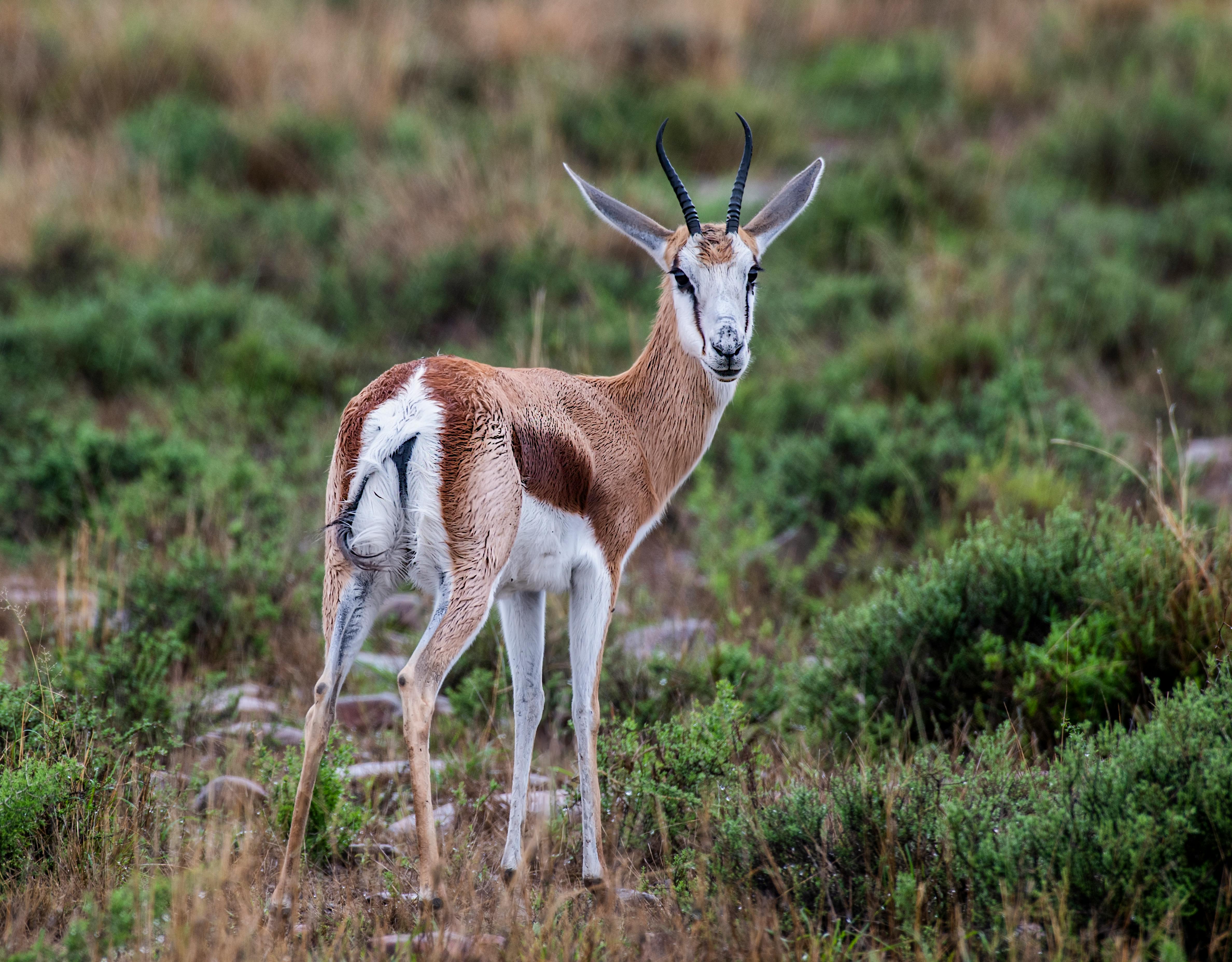4752x3712 Pronghorn Antelope in South Dakota Grasslands · Free
