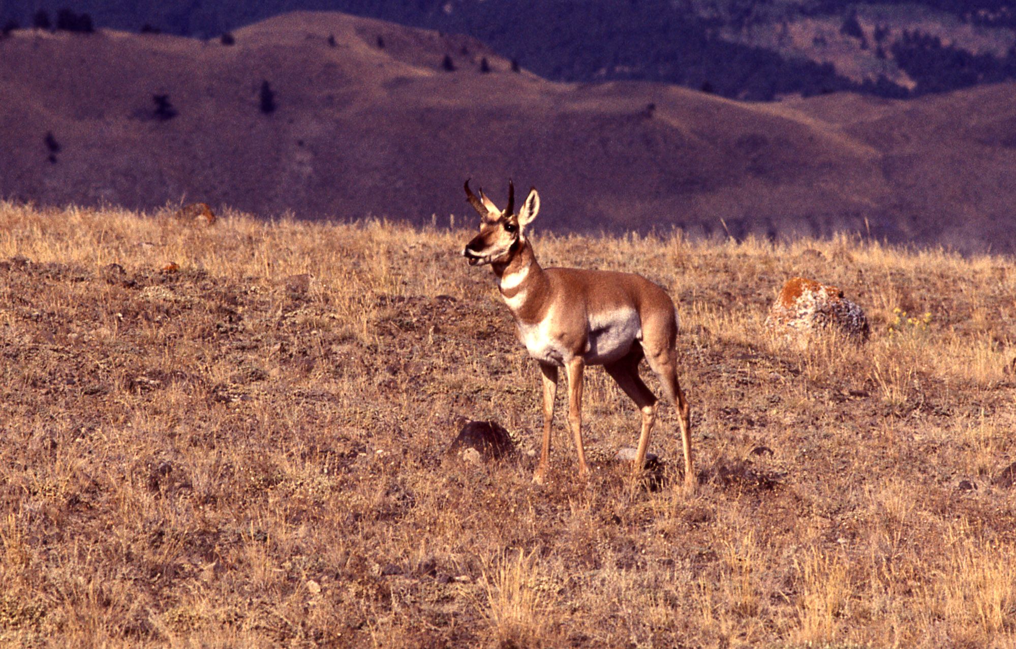 1999x1277 Yellowstone's Photo Collection