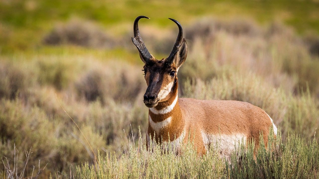 1280x720 Train collides with pronghorn herd in Idaho, killing dozens after deep snow diverts animals to railroad tracks