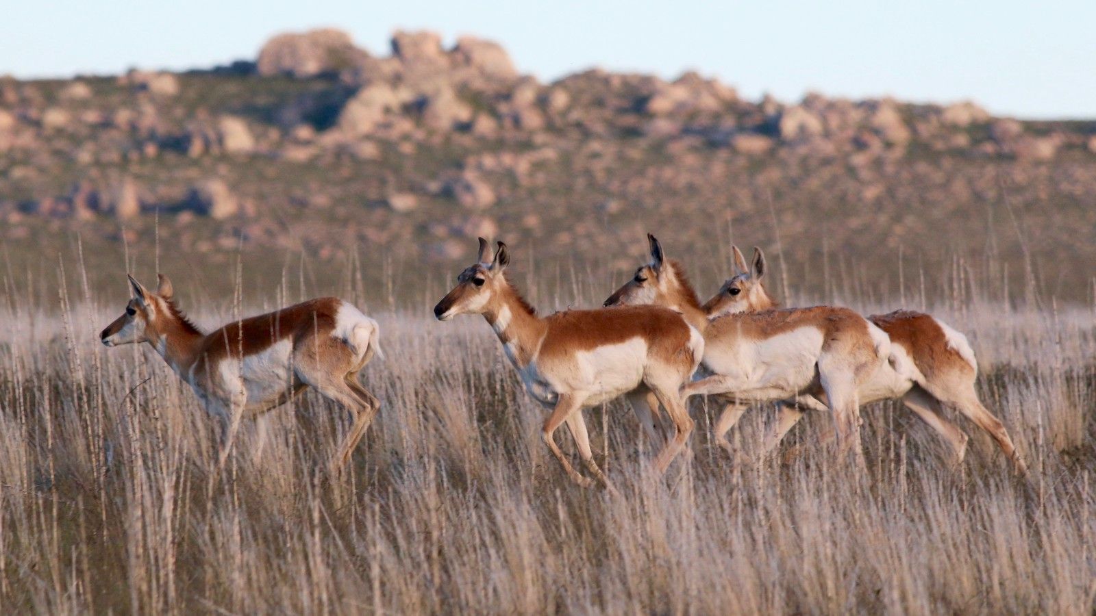 1600x900 pronghorn. Antelope Island State Park, UT