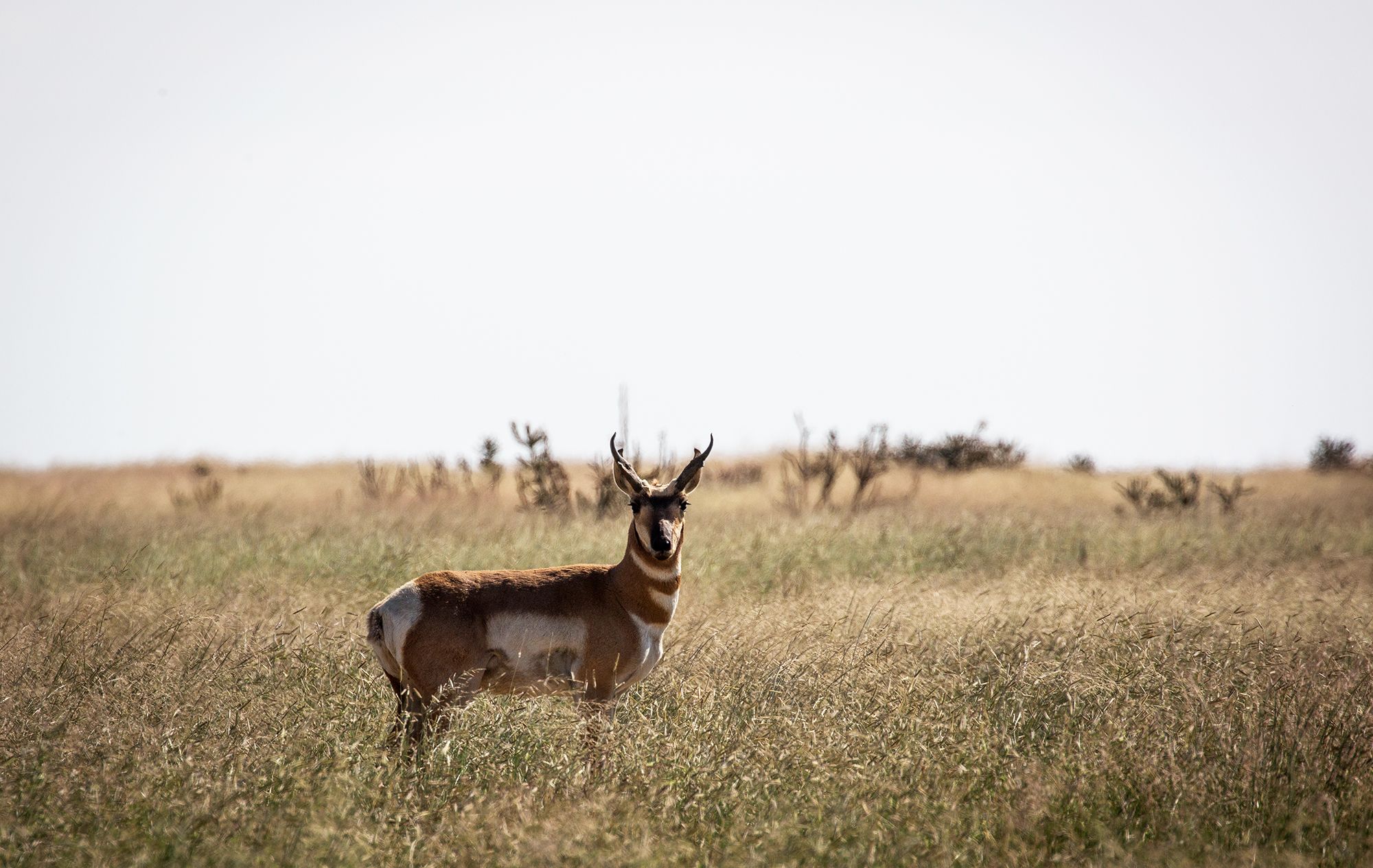 2000x1265 Pronghorn Hunting: The 5 Best States for Speed Goats