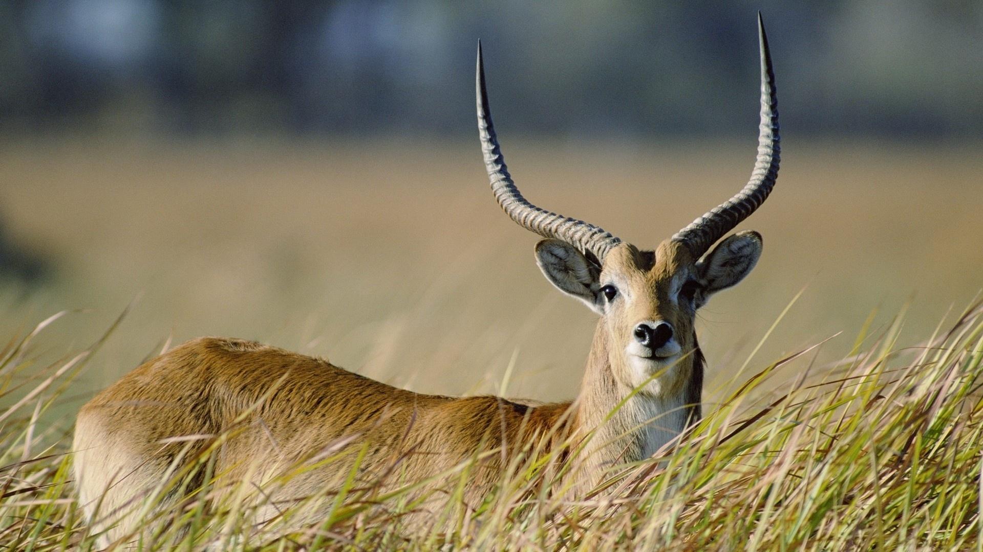 1920x1080 Pronghorn Wallpaper