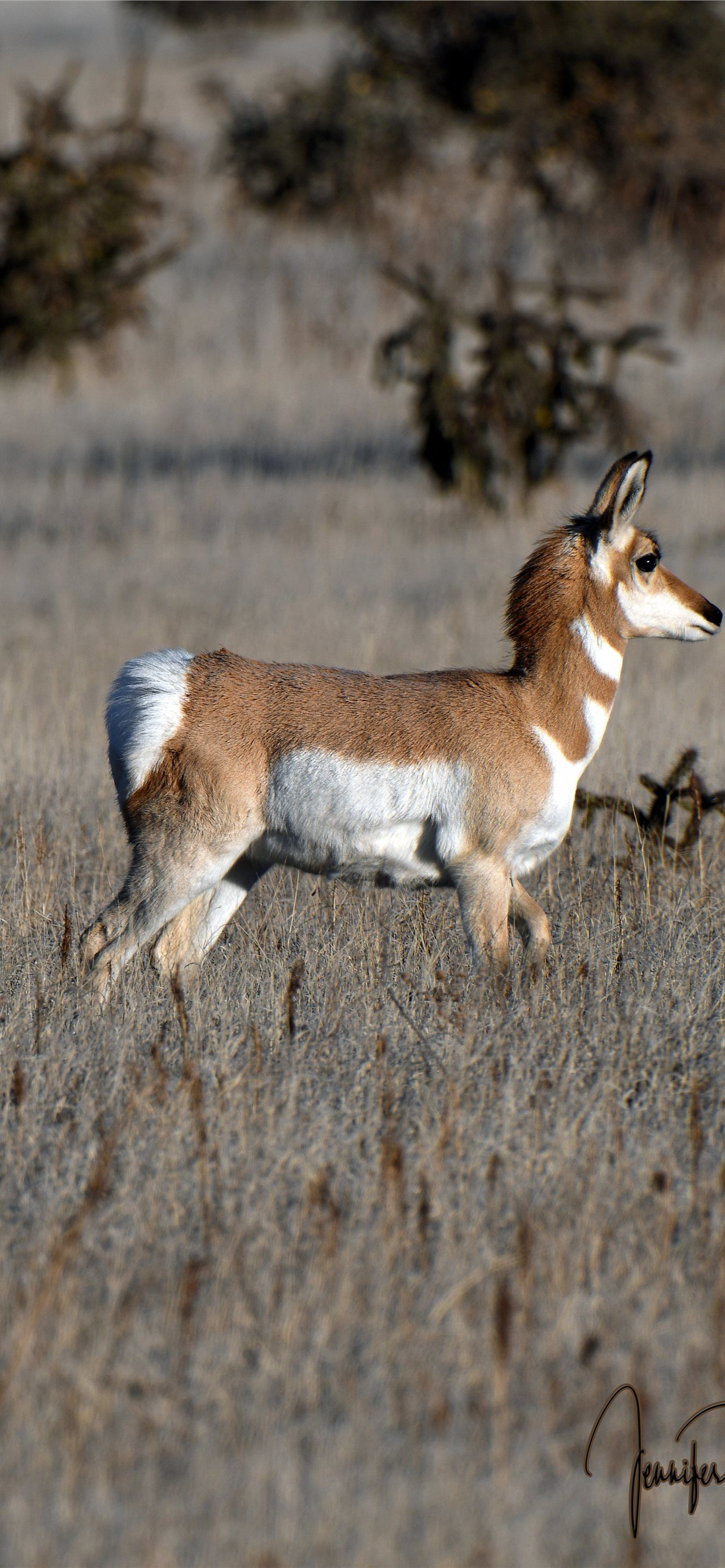 1284x2778 Best Pronghorn iPhone HD Wallpaper