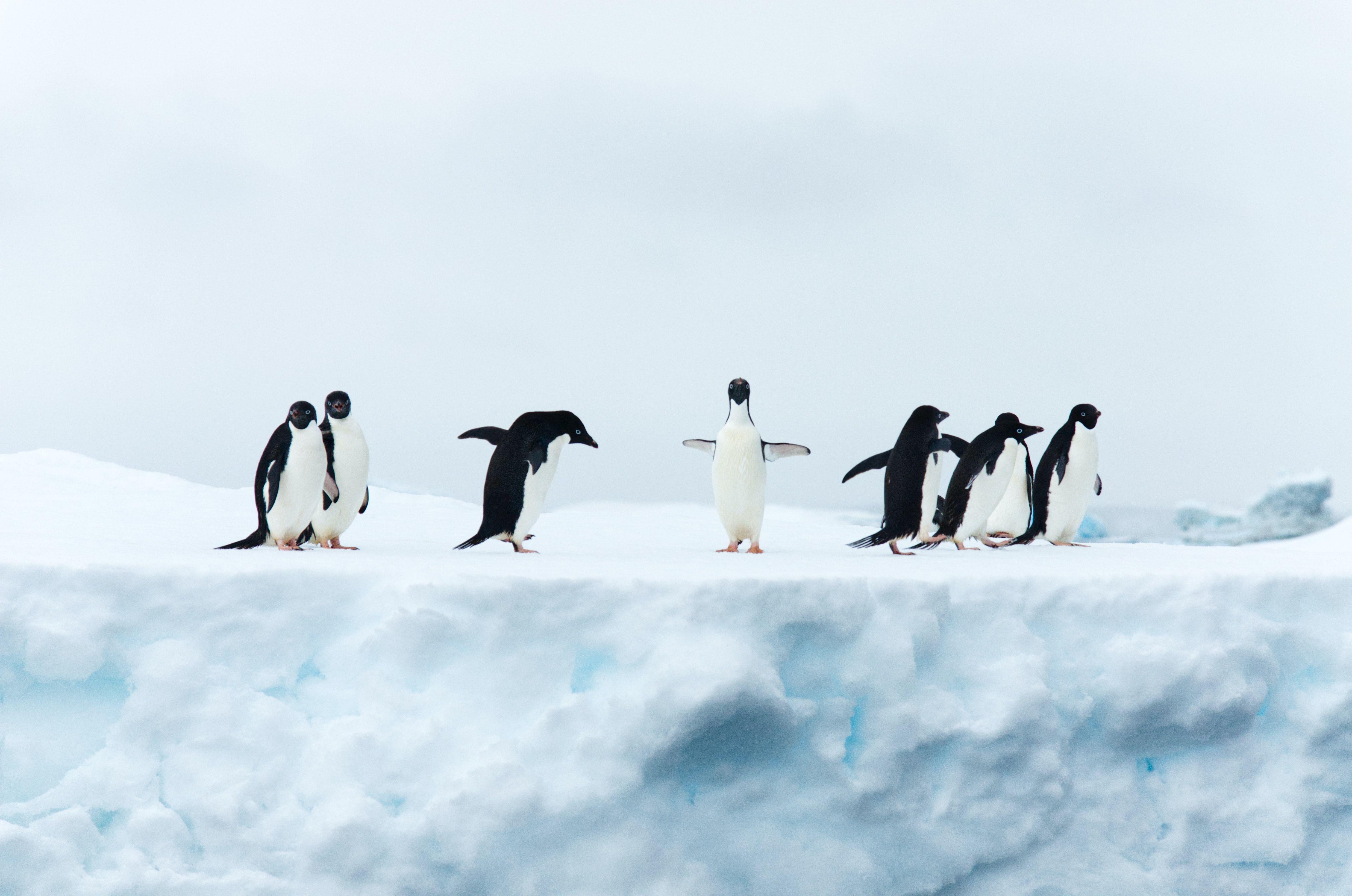 4948x3280 Best Penguin Picture [HD]. Download Free Image