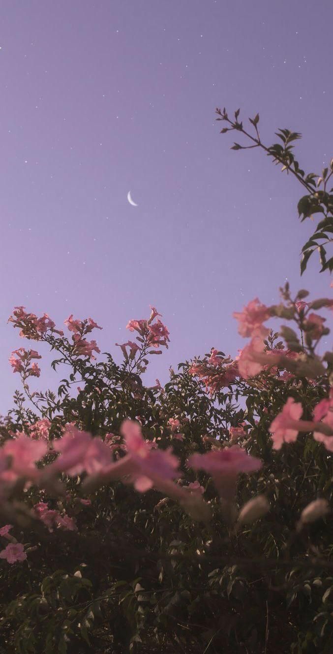 677x1328 Lofi twilight blooms. Flowers photography wallpaper, Flower aesthetic, Spring wallpaper