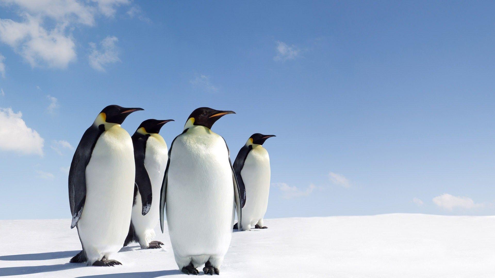 1920x1080 Cute Penguin Background