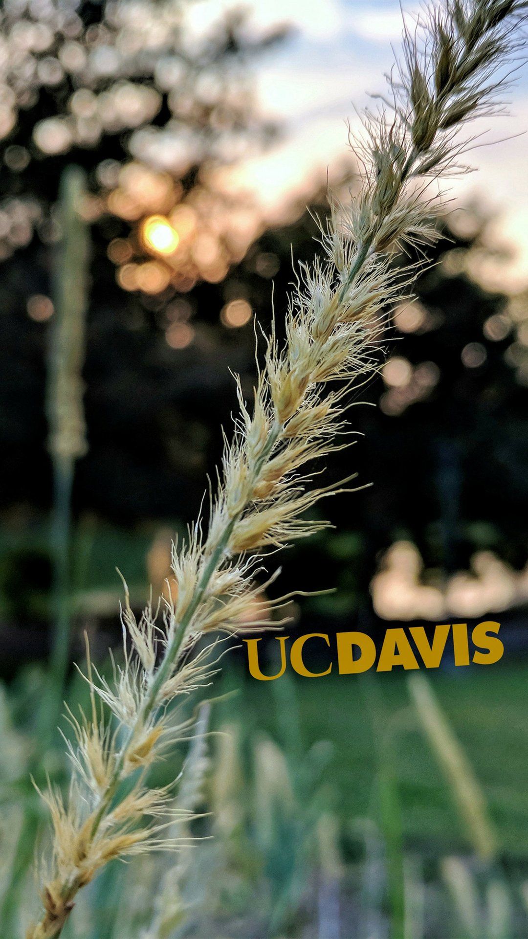 1080x1920 UC Davis Wallpaper