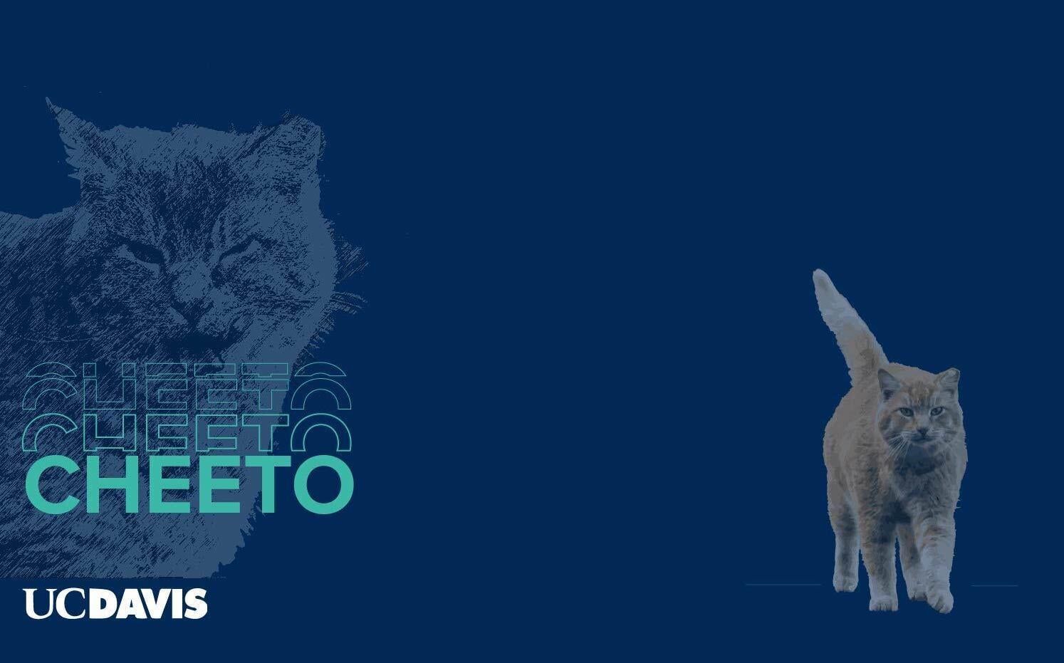 1494x931 Someone made a Cheeto UCD wallpaper
