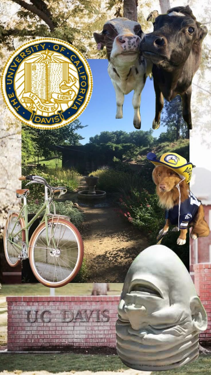 736x1308 Check out kyliesunn's Shuffles uc davis. University of california davis, Davis california, Davis