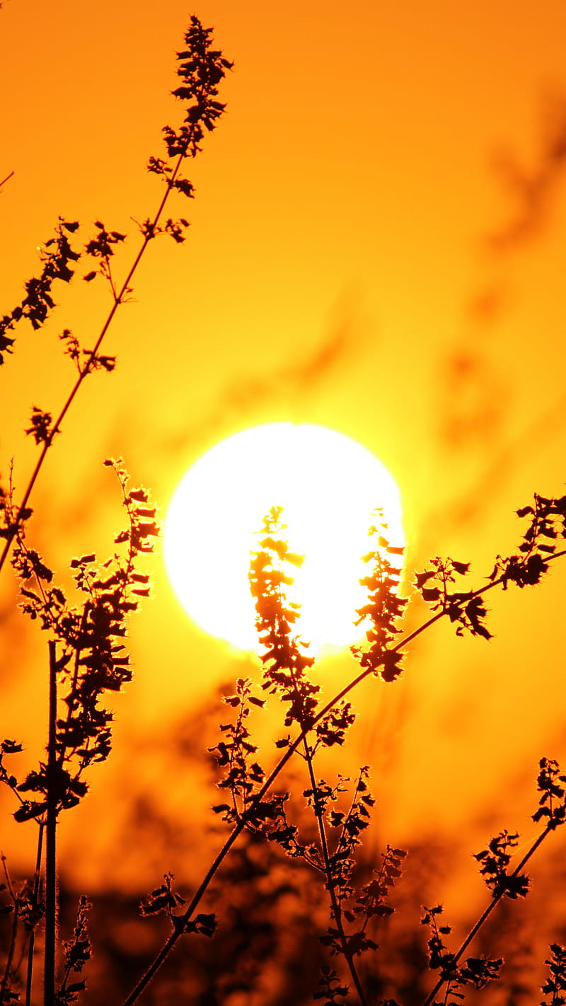 800x1422 HD sun nature wallpaper