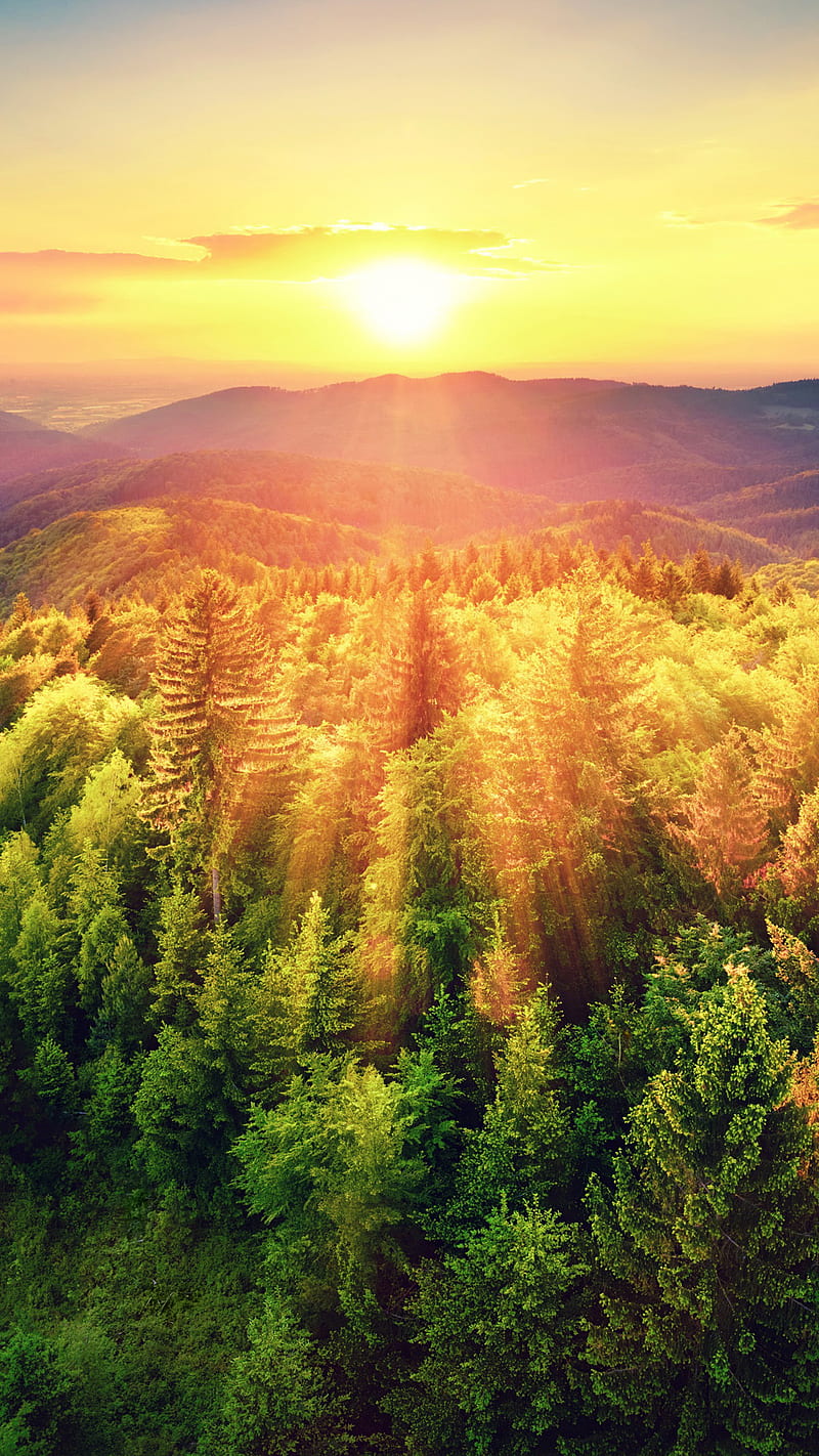 800x1422 Sunlight, sun rays, nature, HD phone wallpaper