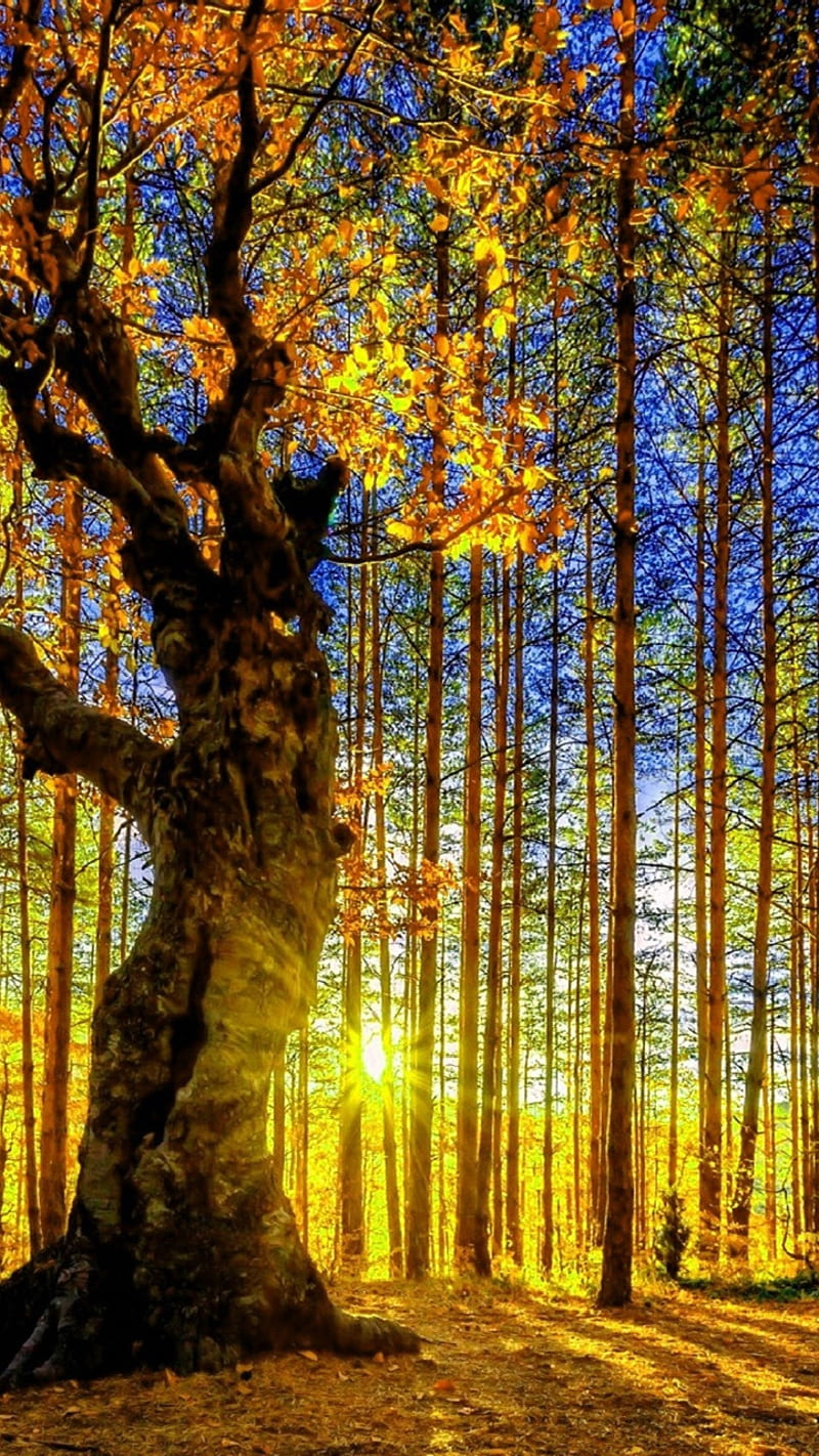 800x1422 Sunlight in the forest, nature, sun rays, HD phone wallpaper