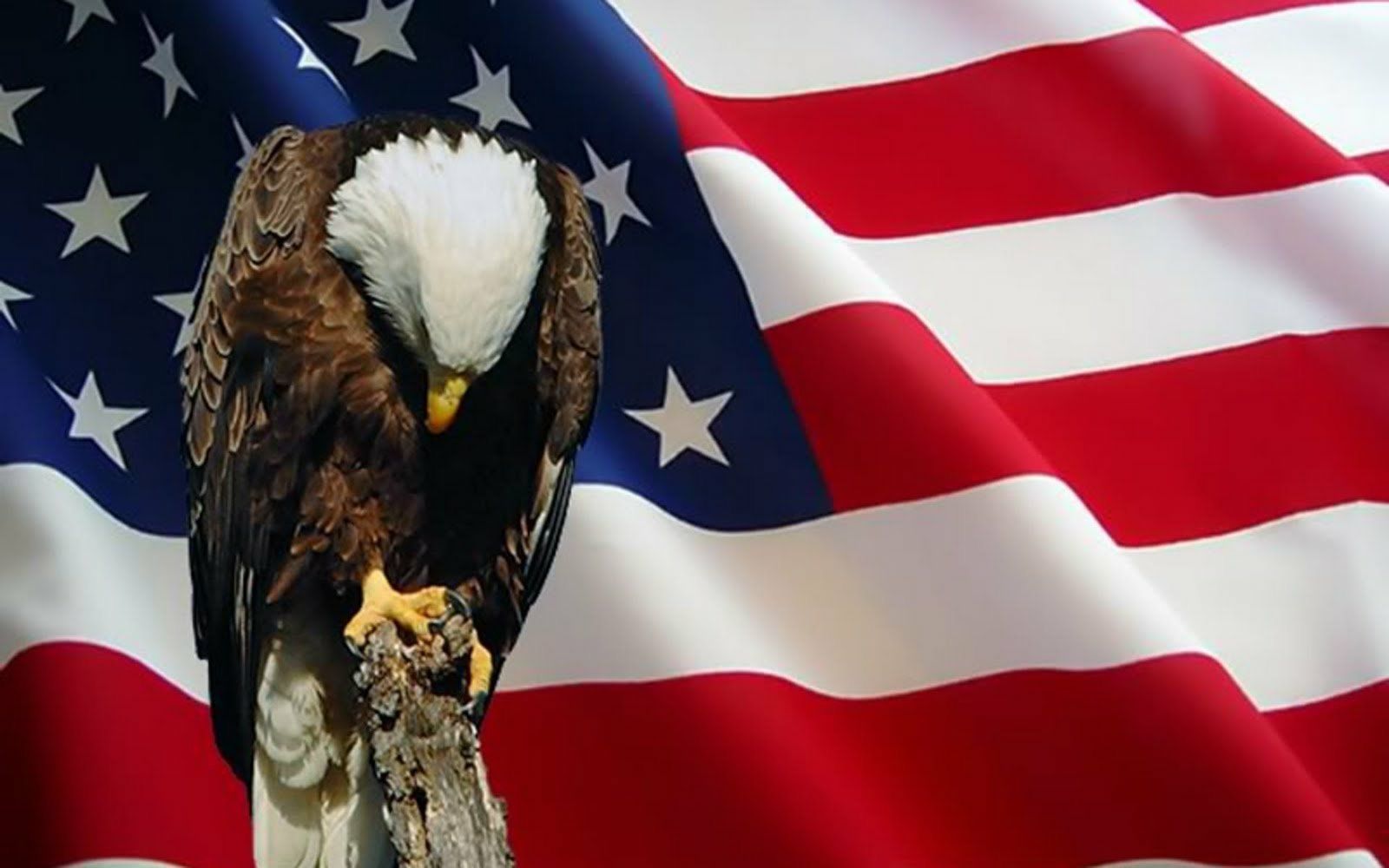 1600x1000 Patriotic Bald Eagle on American Flag HD Wallpaperx1000
