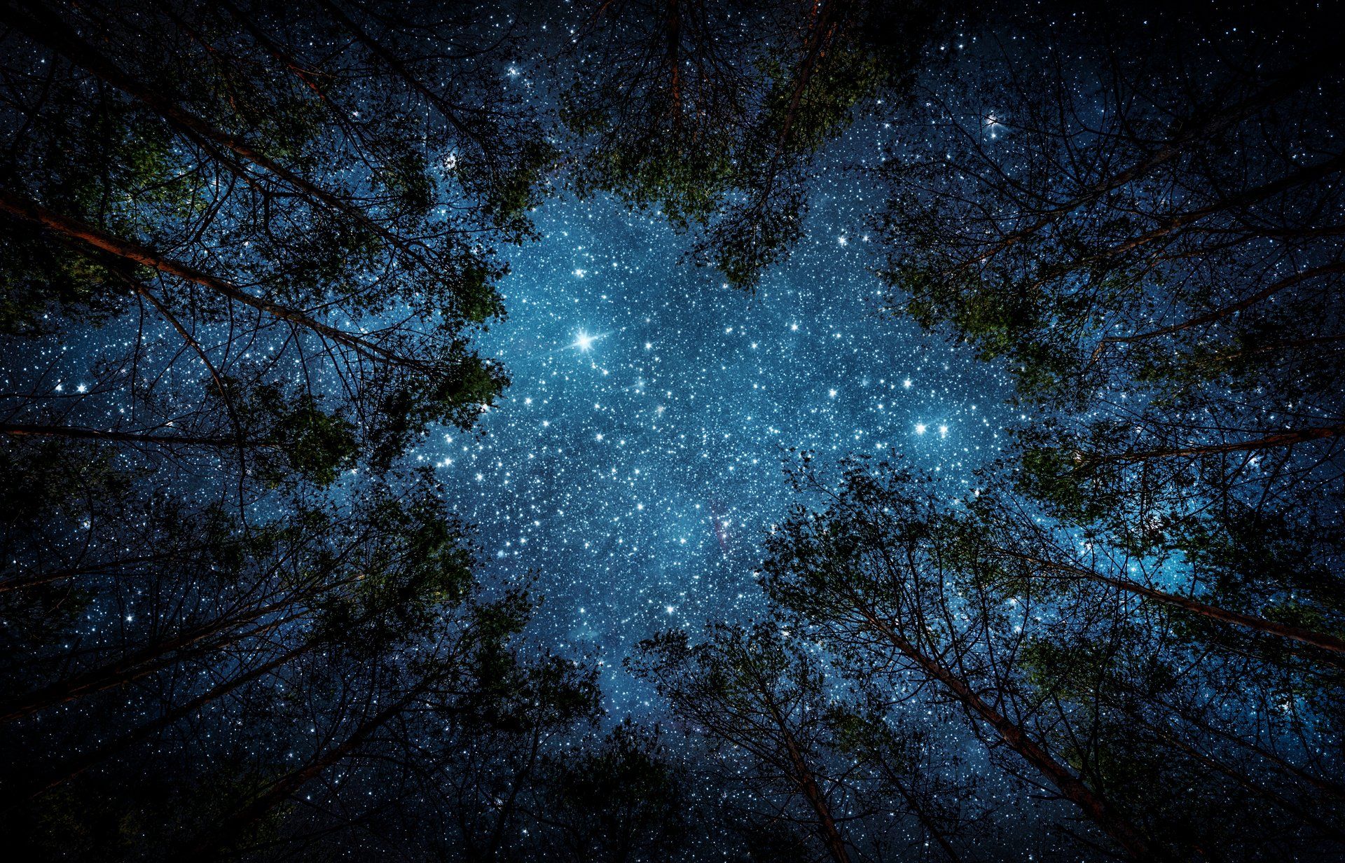 1920x1232 Starlit Canopy: Night Sky Over the Forestx1232
