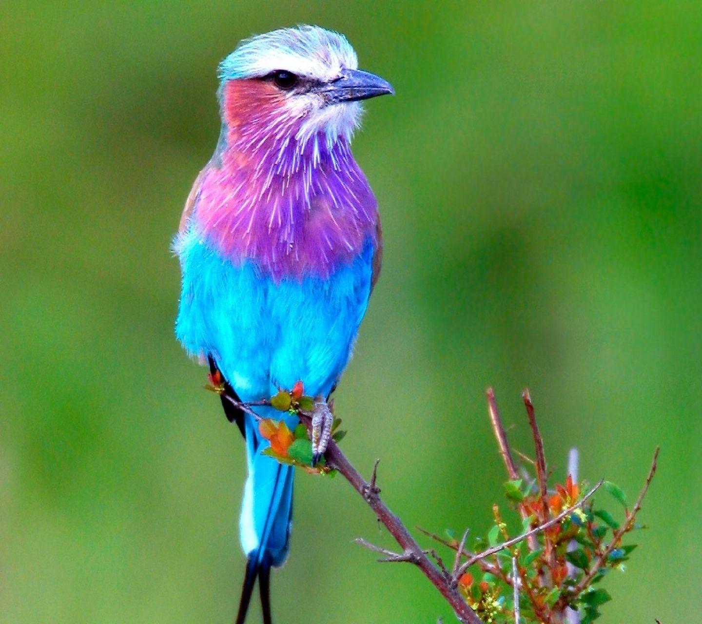 1440x1280 Download This Wallpaper Galaxy J2 Bird (1440x1280)