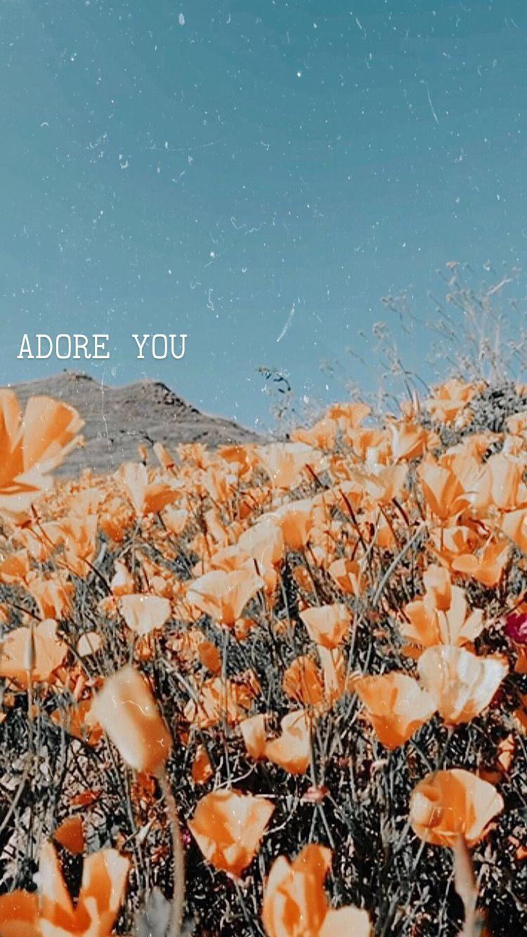Harry Styles Adore You Wallpapers  Top Free Harry Styles Adore You  Backgrounds  WallpaperAccess