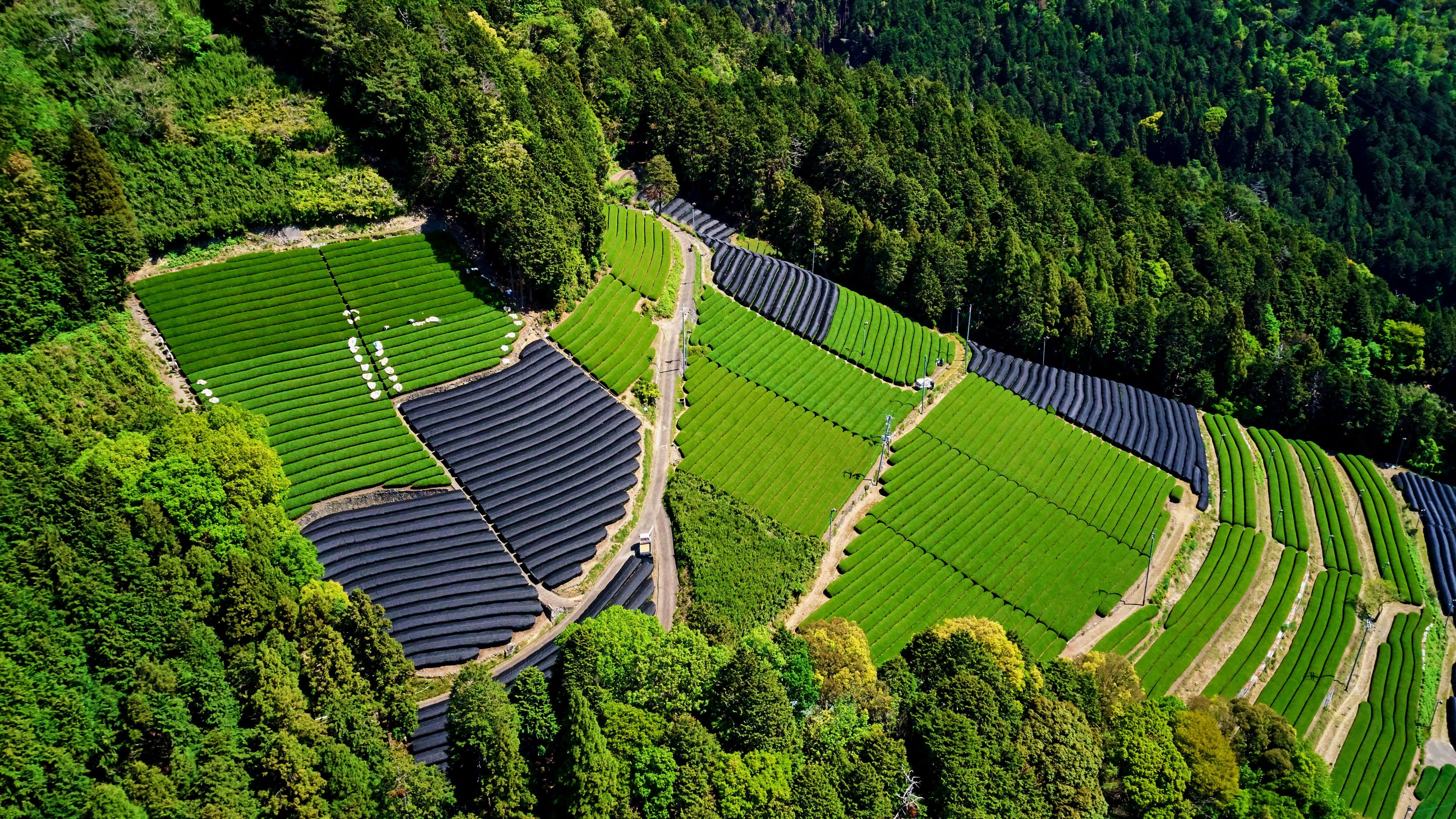 3840x2160 Tea form Wallpaper 4K, Tea fields, Honshu Island, Japan