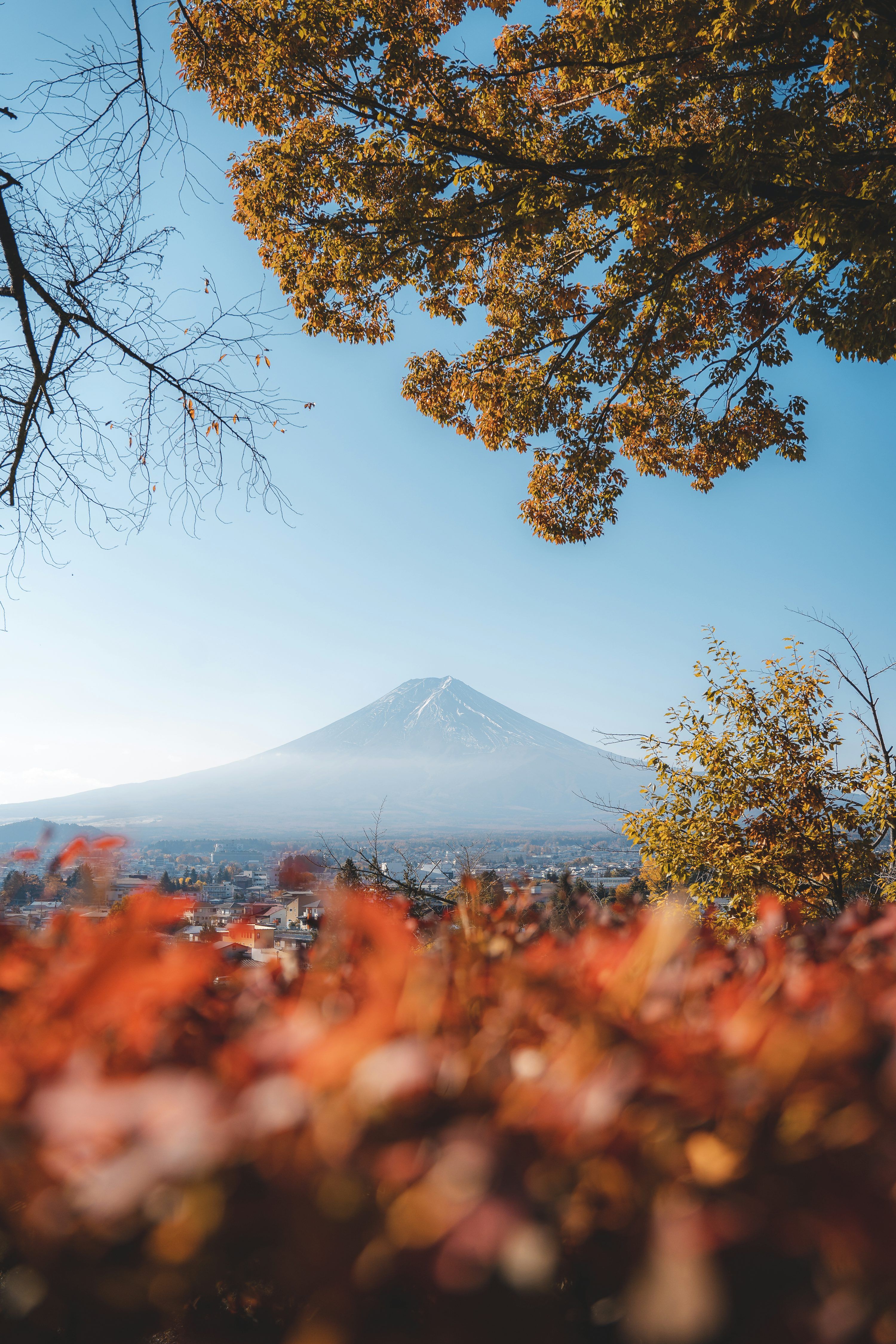 3000x4500 A view of a mountain in the distance with trees in the foreground photo