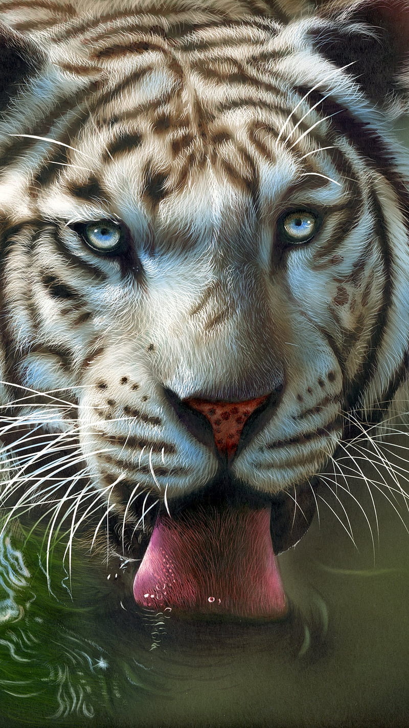 800x1422 Thirsty, animal, drawings, drinking, thirty, tiger, tongue, water, white, white tiger, HD phone wallpaper