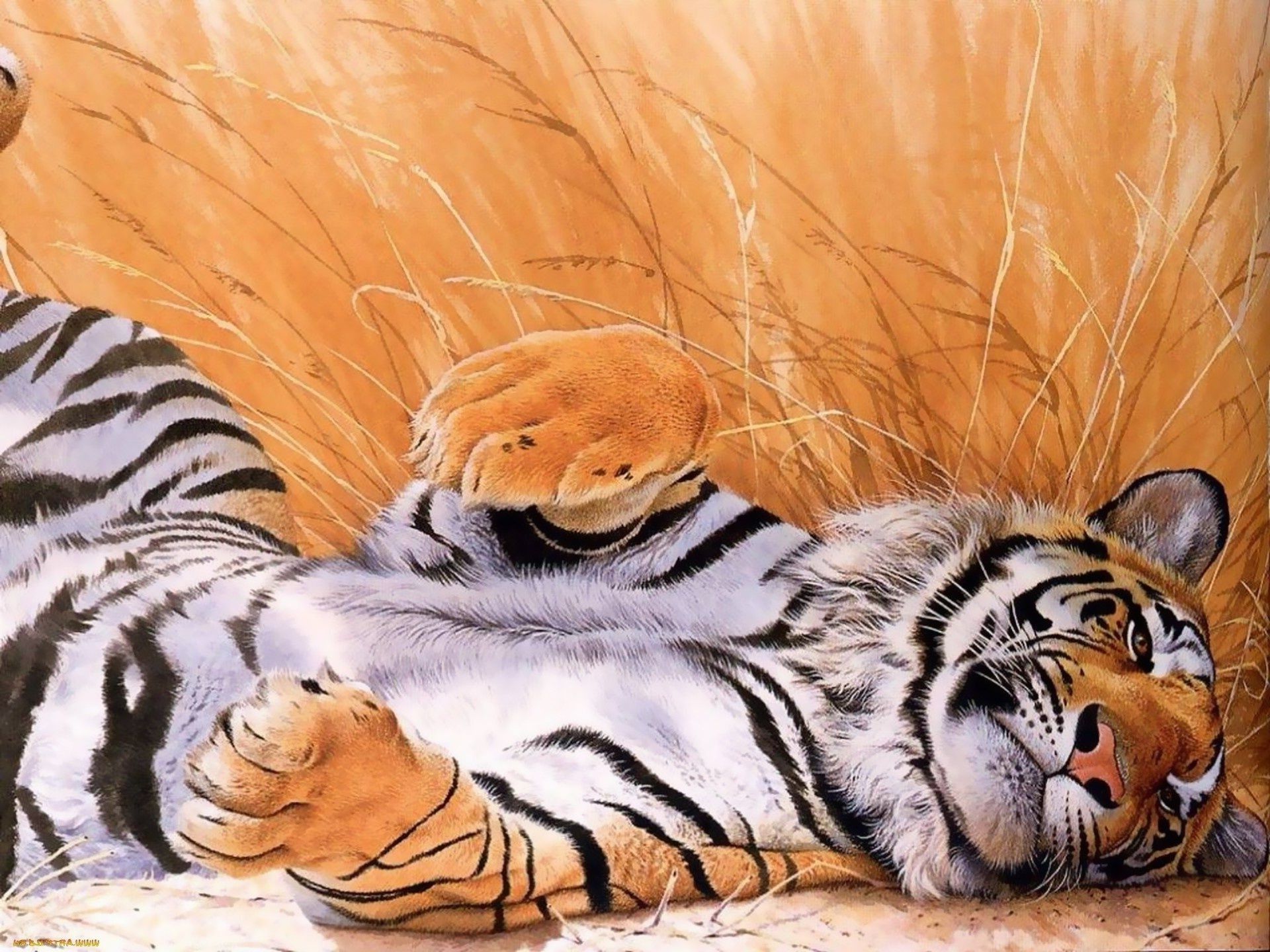 1920x1440 Graphic drawing of a fat tiger for your phone