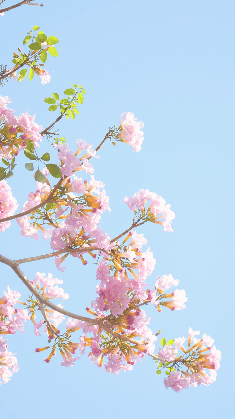 750x1334 Spring Pastel Flower Wallpaper
