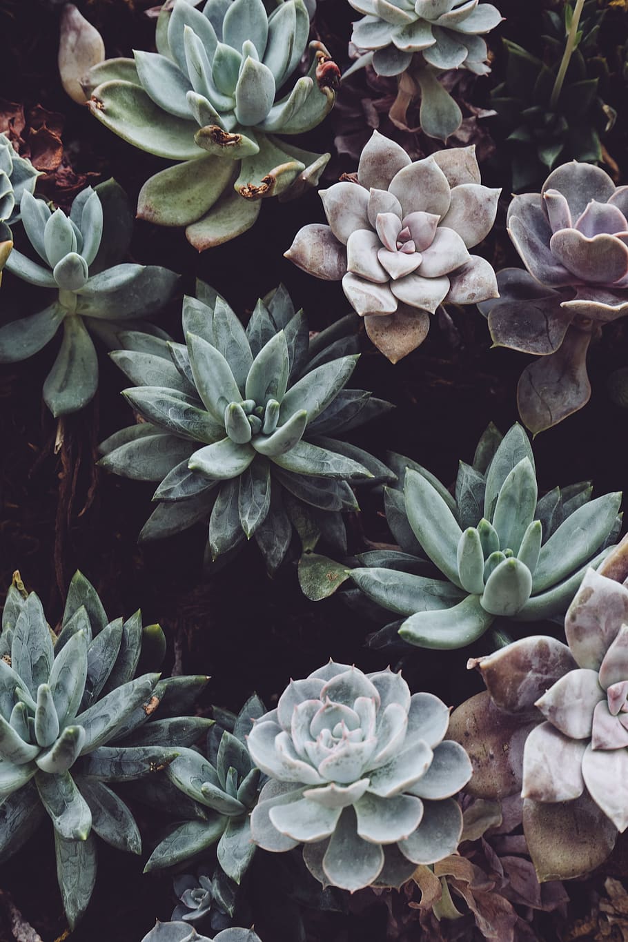 910x1365 HD wallpaper: plants, petals, leaves, succulent, green wall, pastel, nature