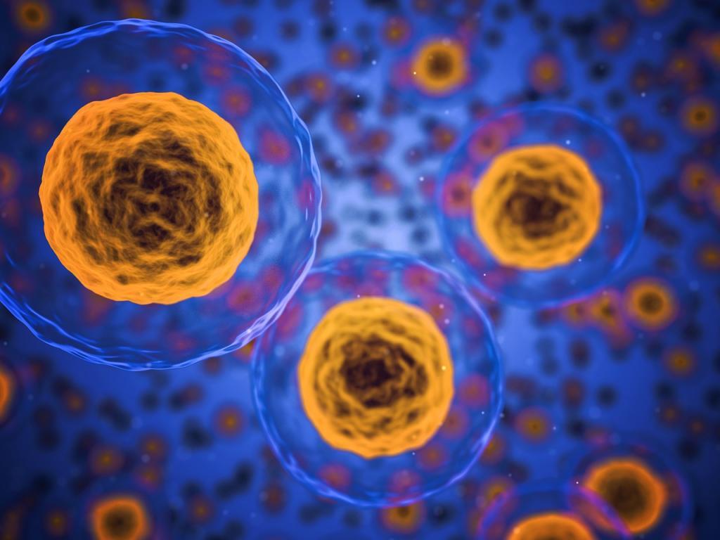 1024x768 Week Ahead In Biotech Cells Human Body
