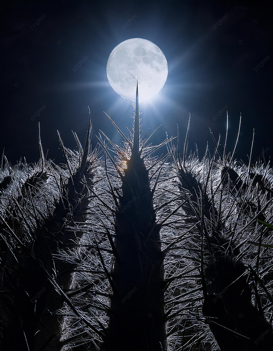 960x1234 Silhouetted Plants Under A Bright Moon Background Wallpaper Image For Free Download