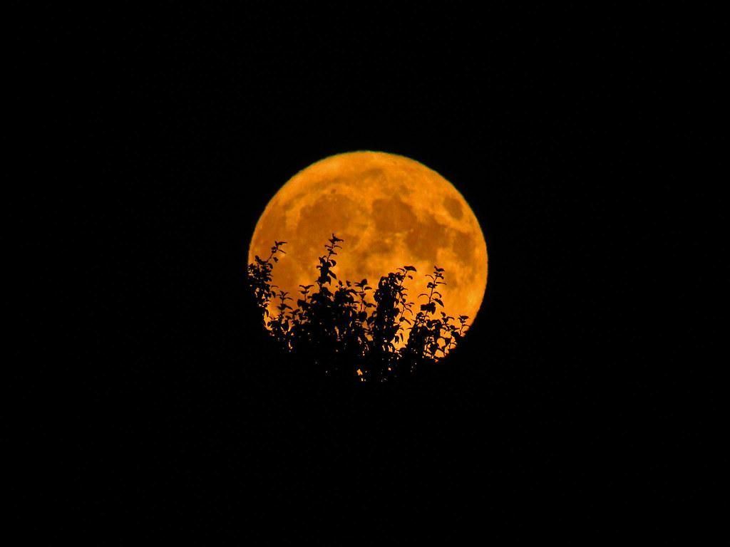 1024x768 Harvest Moon lights evenings all week