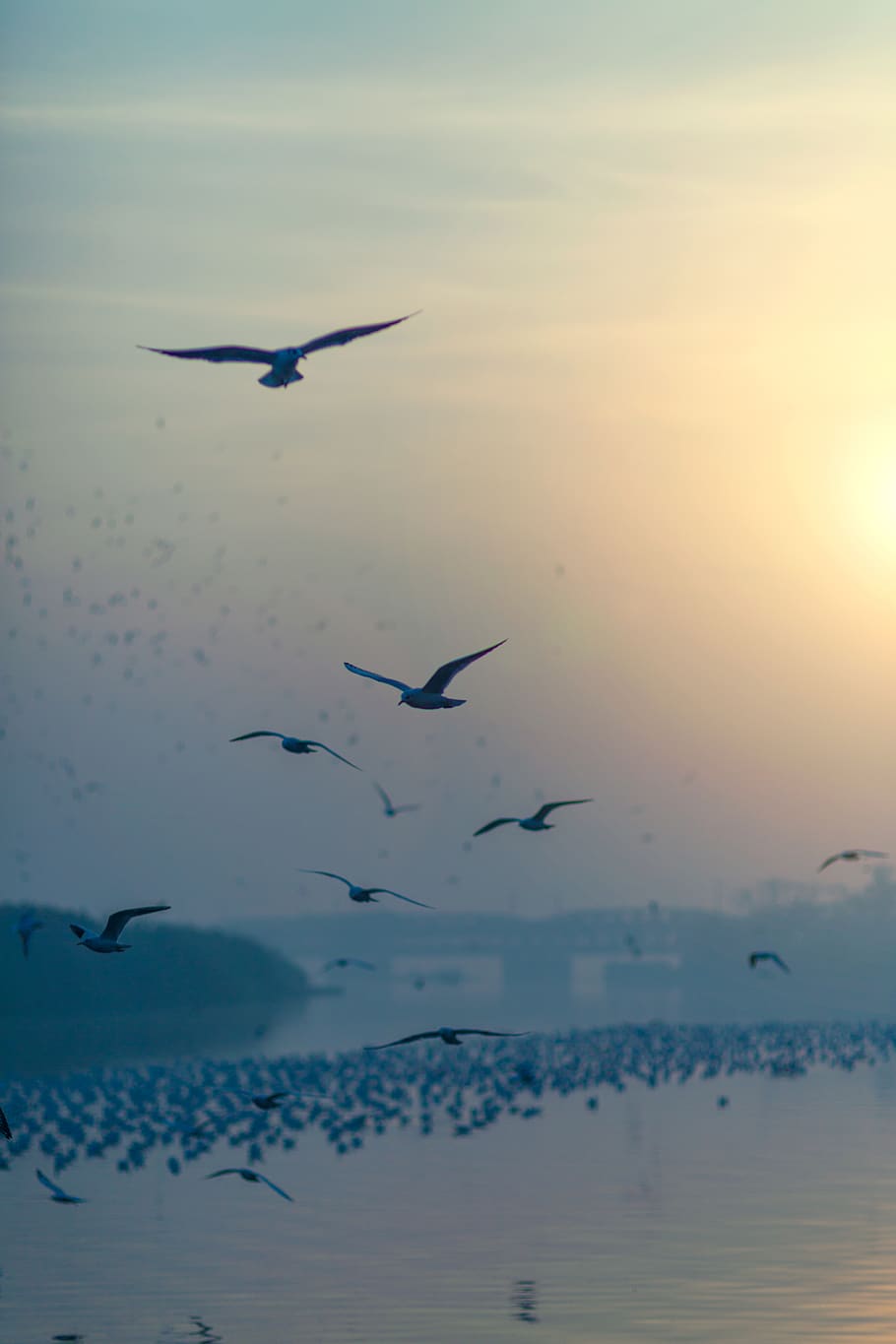 910x1365 birds, seagles, yamuna, river, sunrise, delhi, india, travel