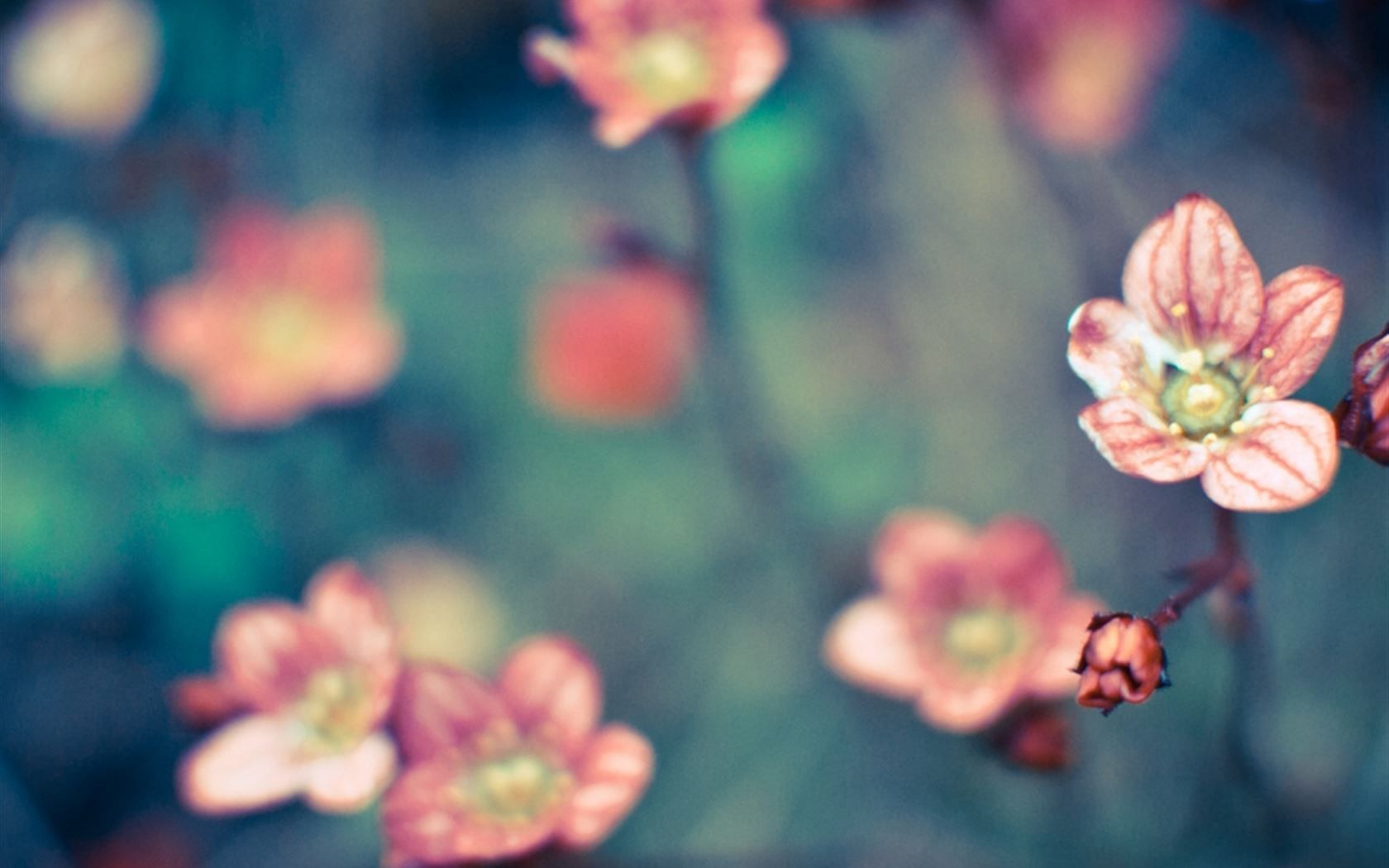 1680x1050 Pure Little Flower Bloomy Field Blurry iPad Wallpaper Free Download