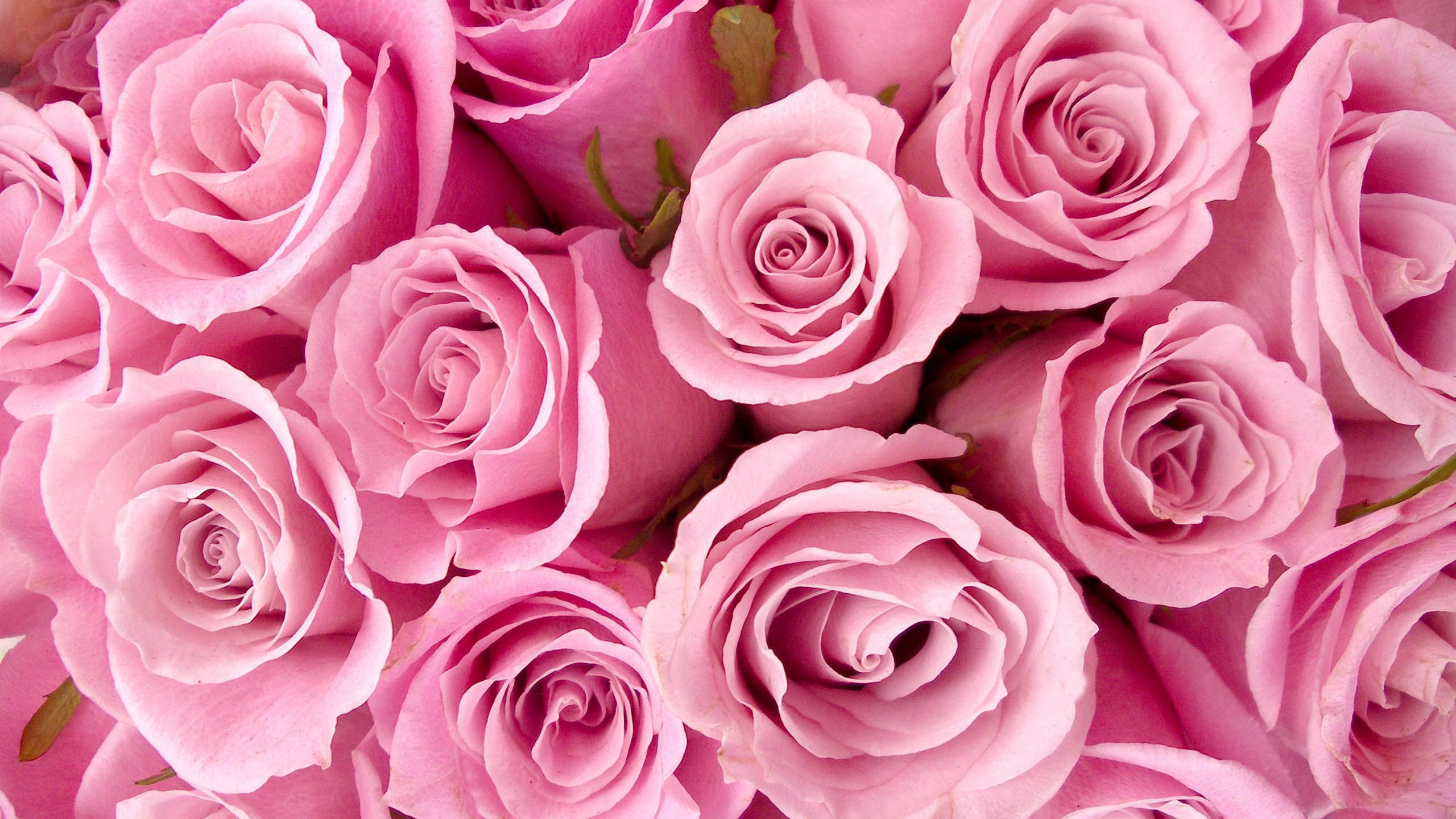 2560x1440 Pink Flower Roses Pink Background HD Pink Background Wallpaper