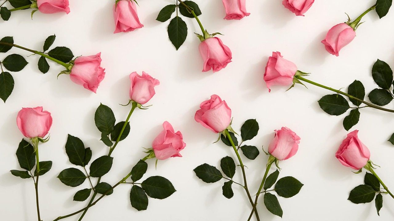 1280x720 Pink Roses With White Background HD Pink Wallpaper