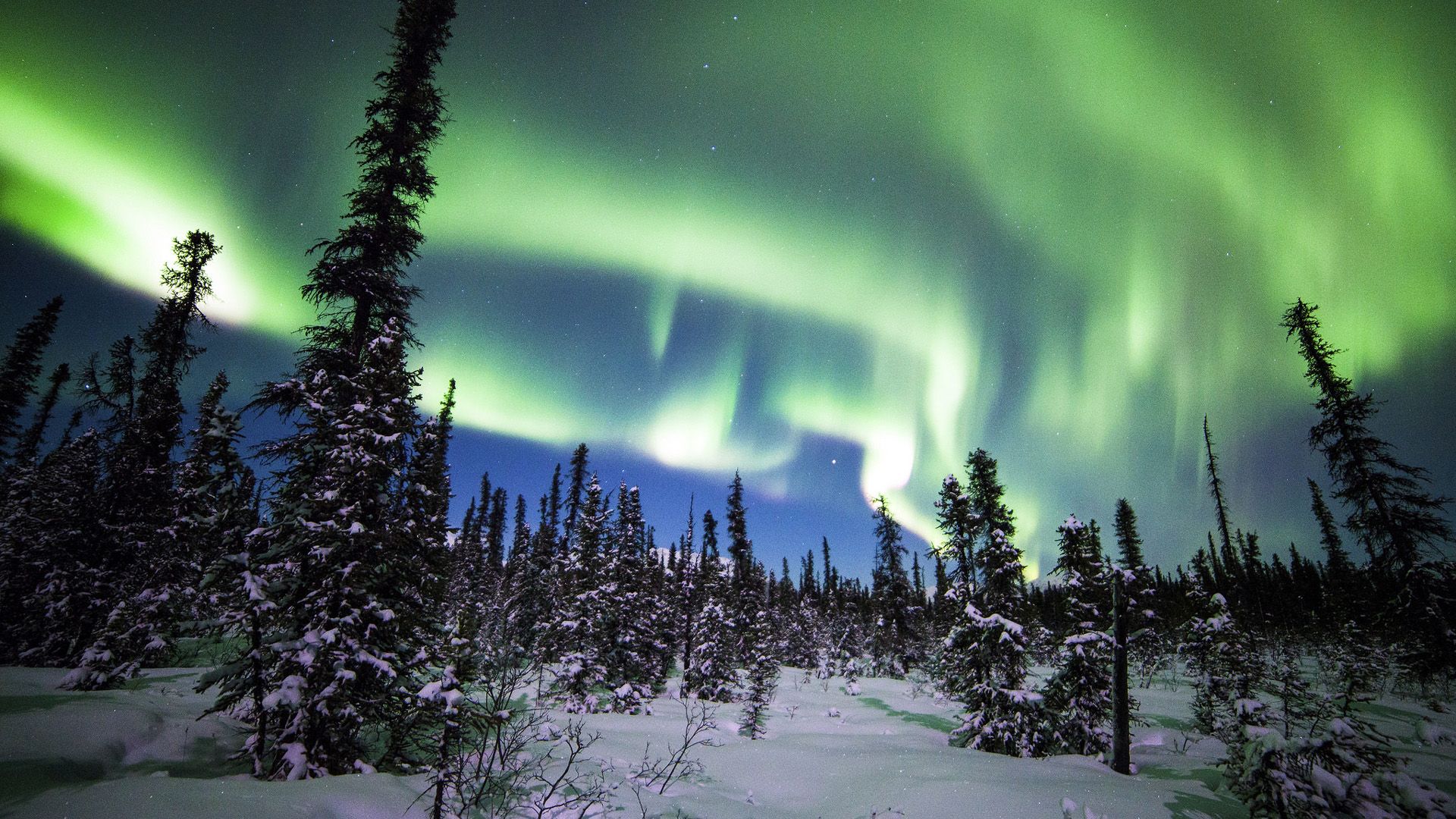 1920x1080 Aurora Borealis Denali National Park Forest Snow Spruce Winter HD Nature Wallpaper