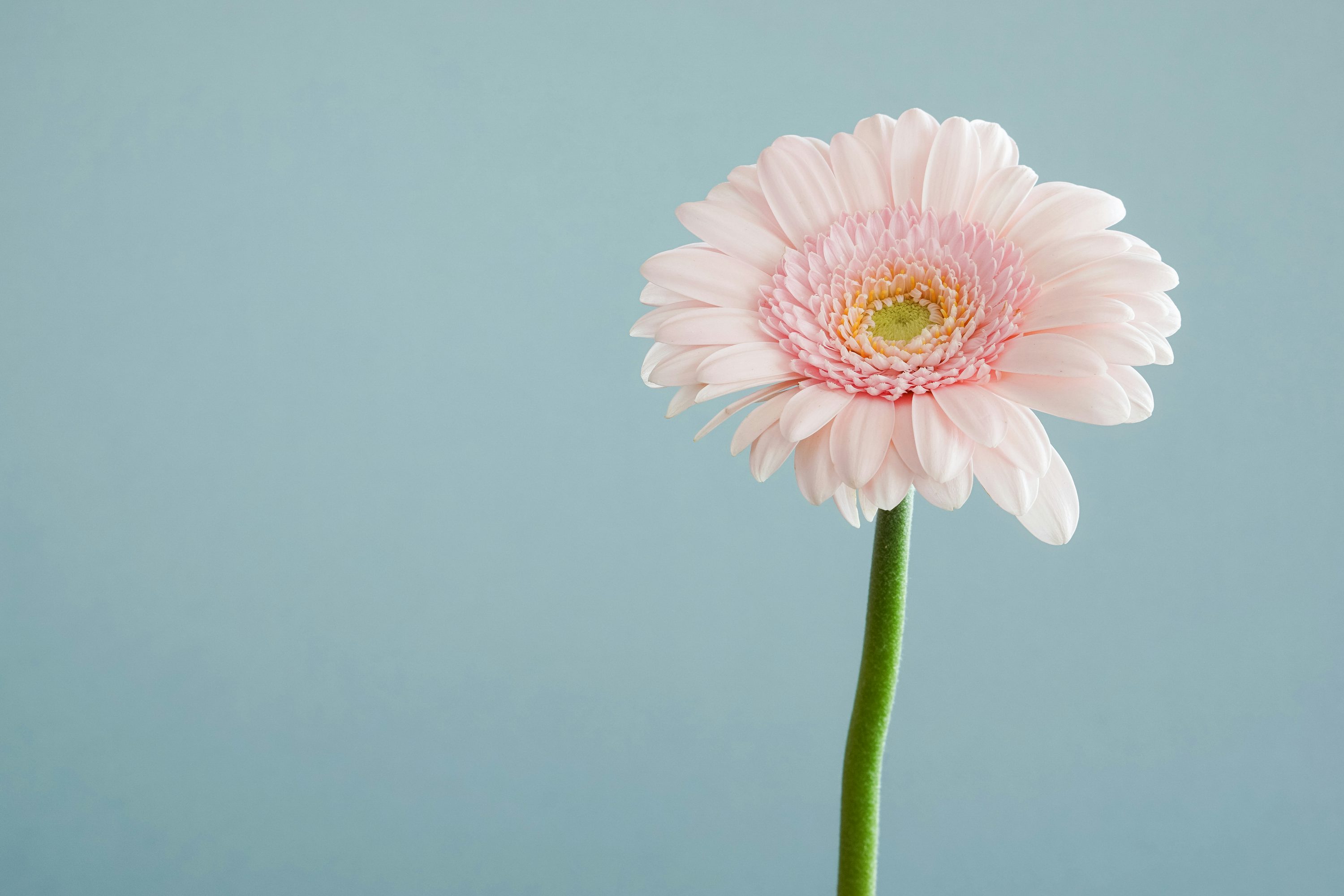 3000x2000 Flower Wallpaper: Free HD Download [4K]