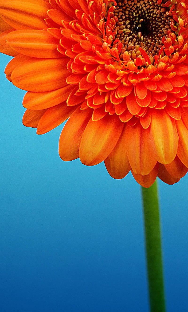 800x1327 Nature, nokia, HD phone wallpaper