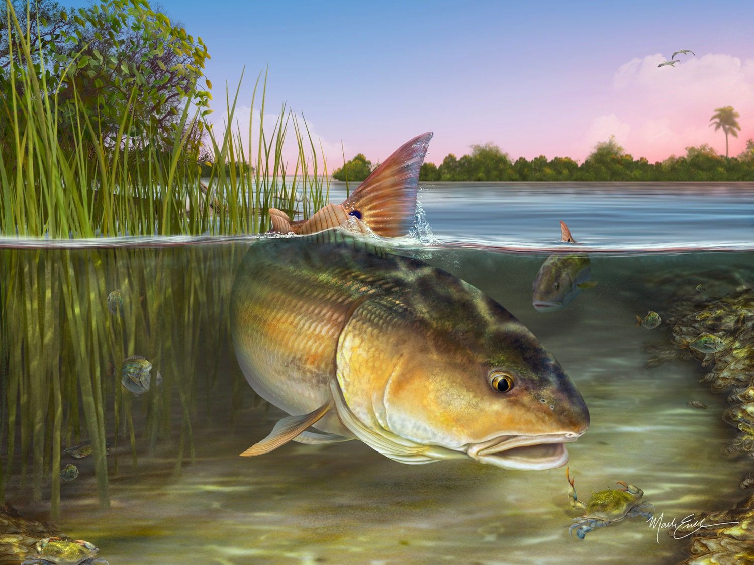 1500x1125 Red Drum Art Print Fishing Gift, Redfish Tailing Wall Art Unique Fisherman's Beach House Decor for Dad, Husband or Boyfriend