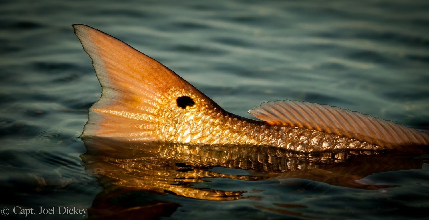 1500x770 Red Drum Wallpaper