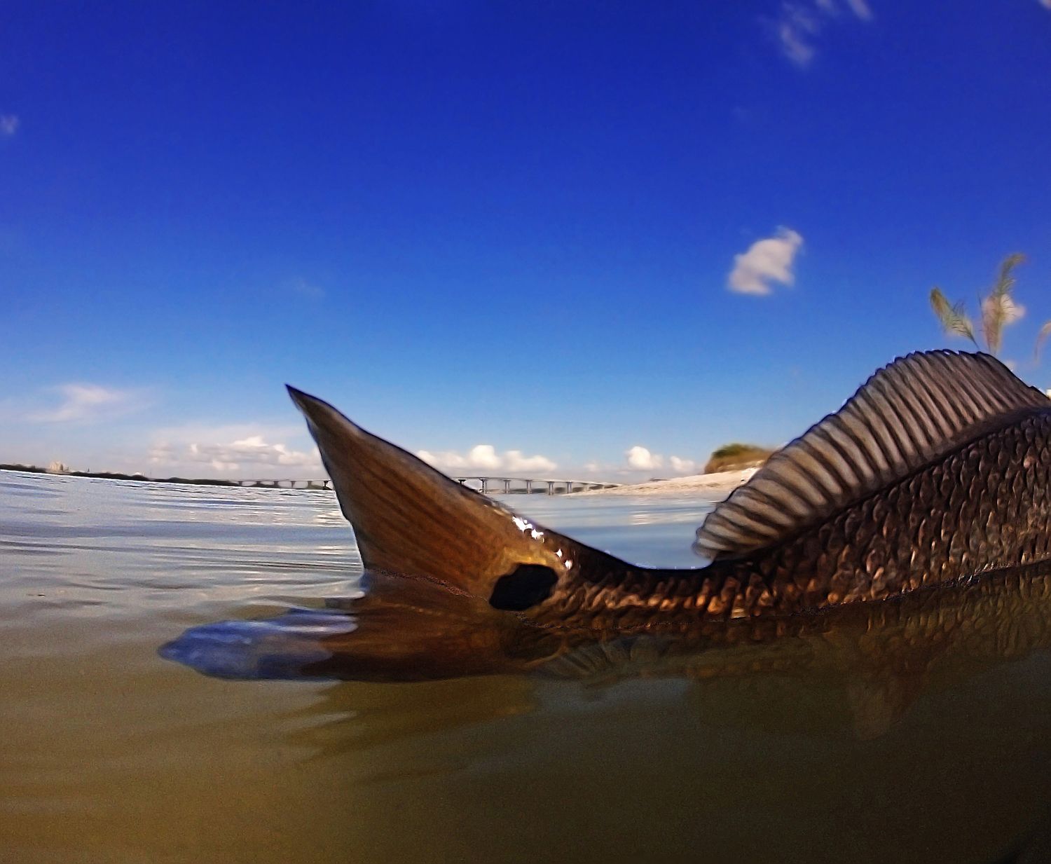 1500x1233 HD Sky Tail