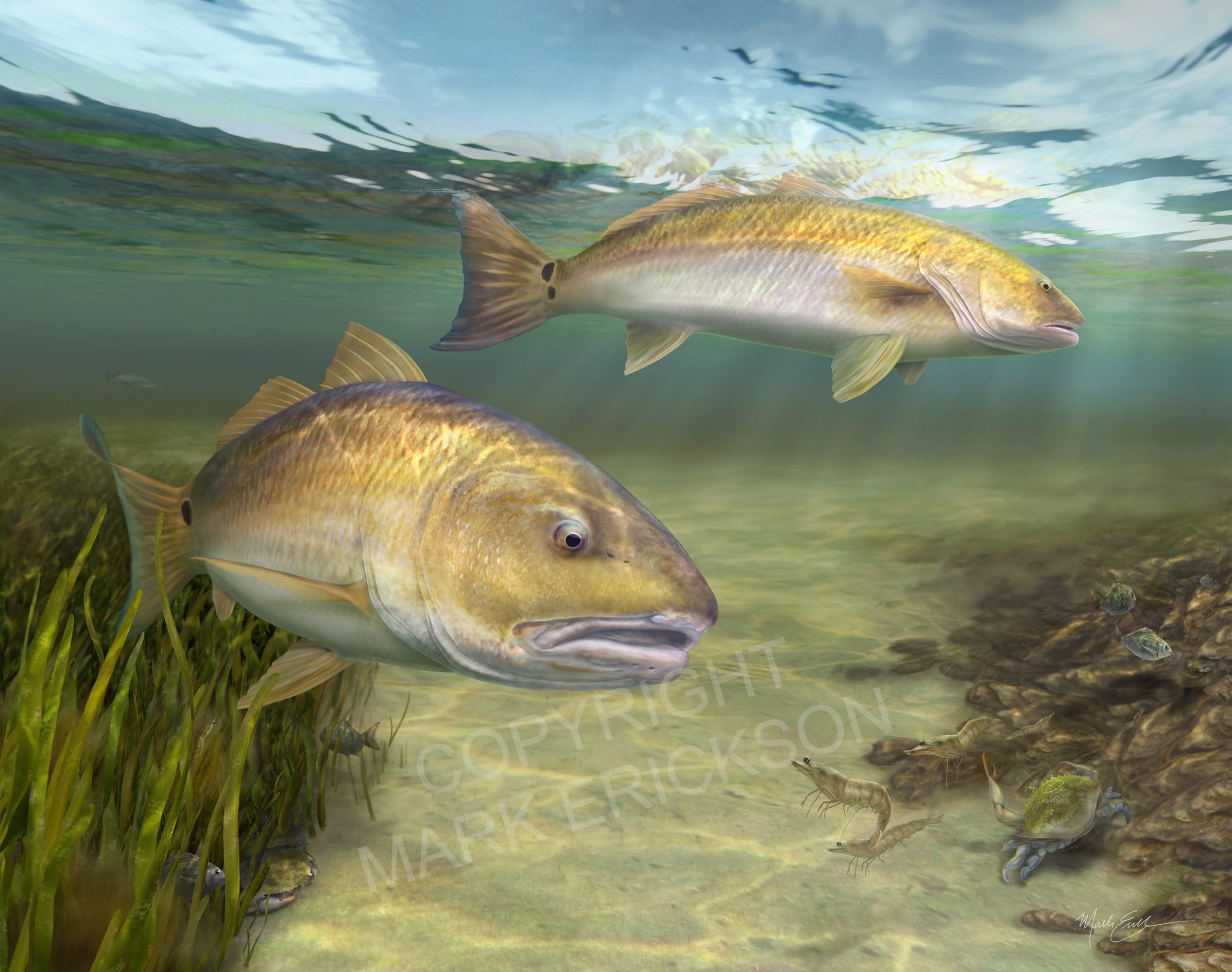 2536x2000 Redfish tailing art print gift for him, red drum tailing in the salt marsh, unique fish wall art. : Mark Erickson: Home & Kitchen