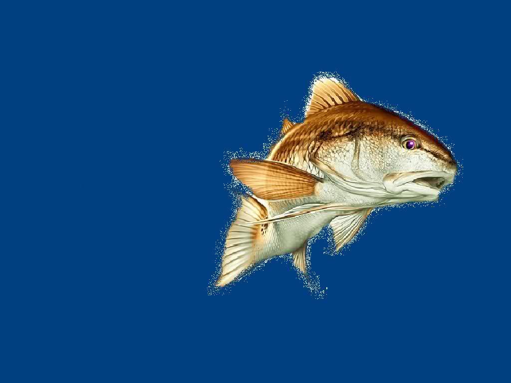 1024x768 Red Drum Wallpaper