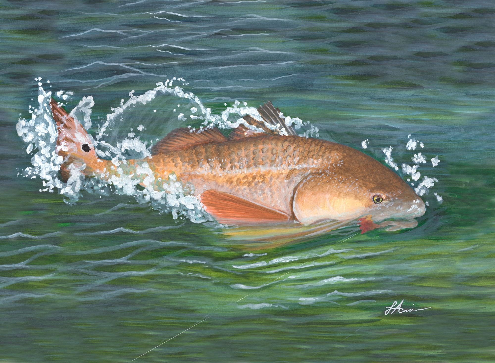 2000x1466 Redfish Fighting Hook: Louisiana Fishing Art Print