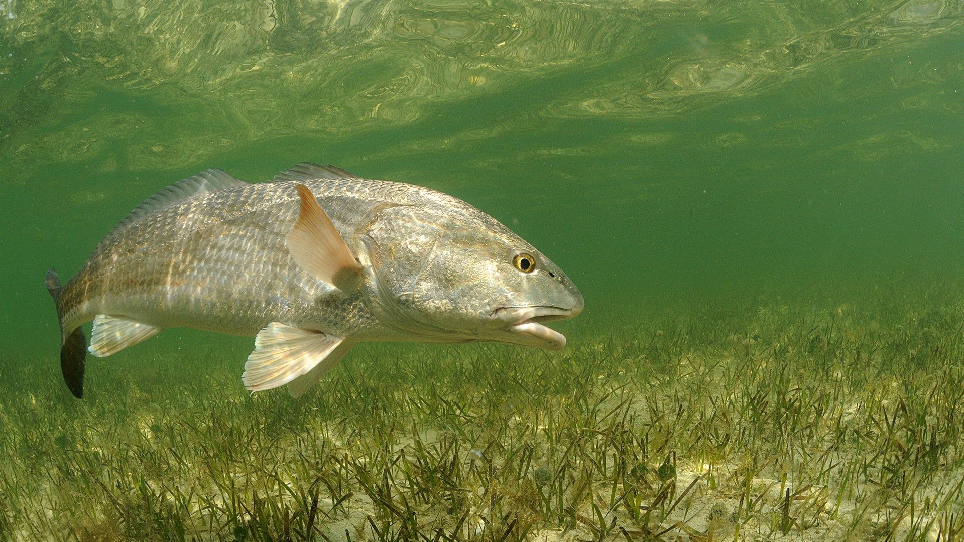 1920x1080 AFTCO Helps Pioneer Redfish Stocking Program in Louisiana