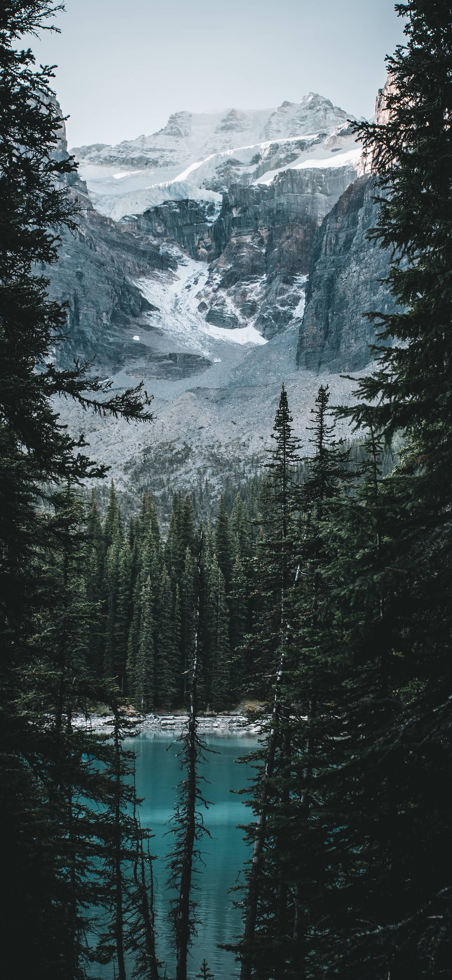 1440x3120 Wallpaper