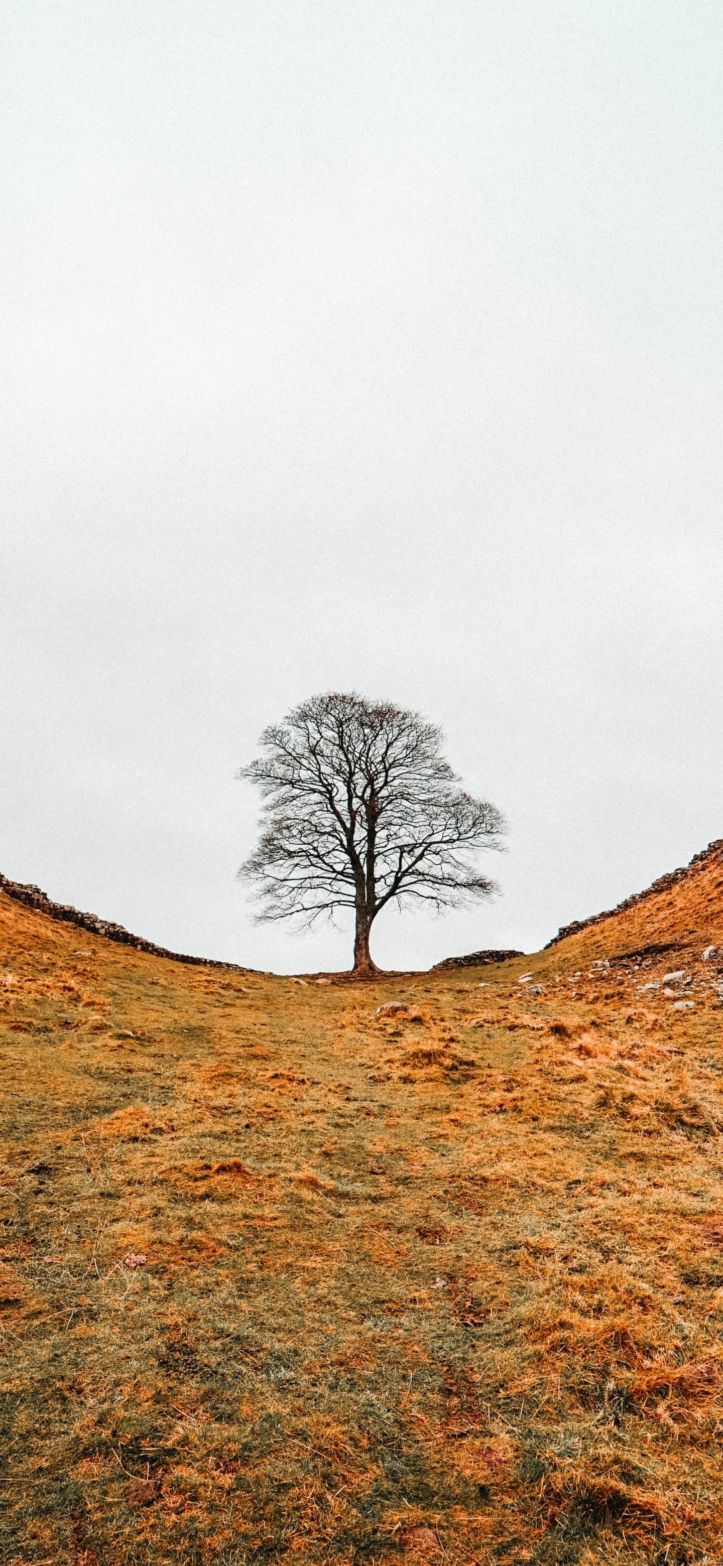 1440x3120 Bare Tree, Hills, Autumn, Overcast, No One 4K UHD Wallpaper for UltraHD Desktop and TV : Widescreen and UltraWide Display : Dual and Triple Monitor : Smartphone and Tablet Devices
