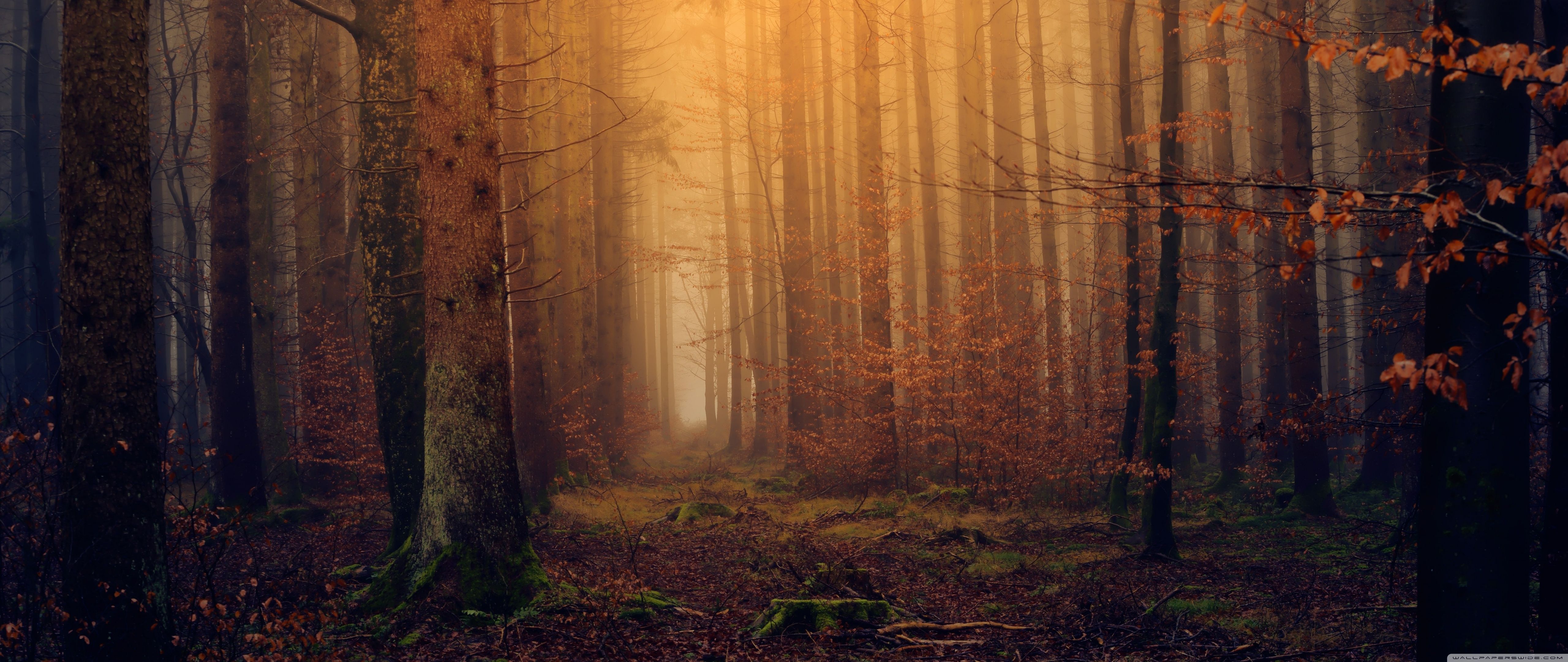 5120x2160 4k Ultrawide Forest Wallpaper