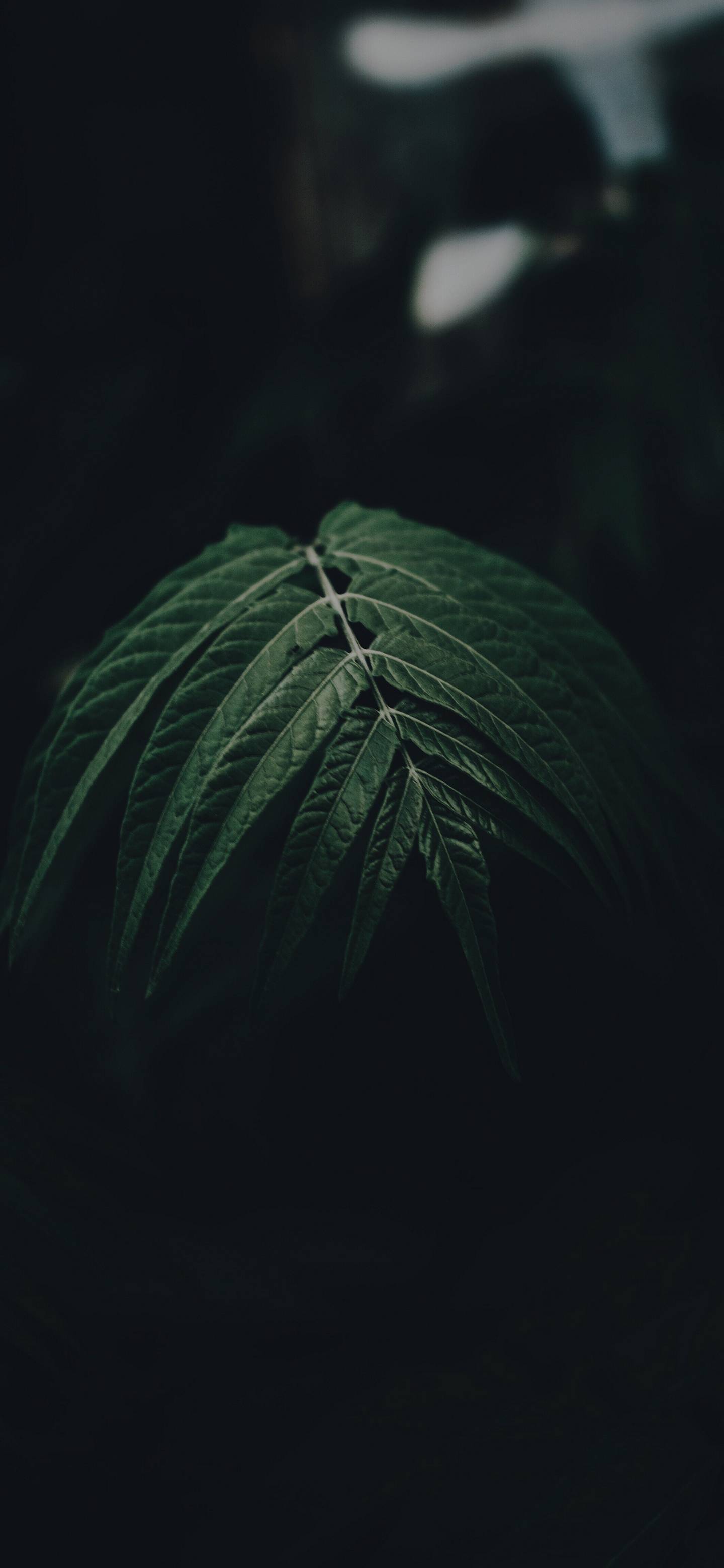 1440x3120 Wallpaper