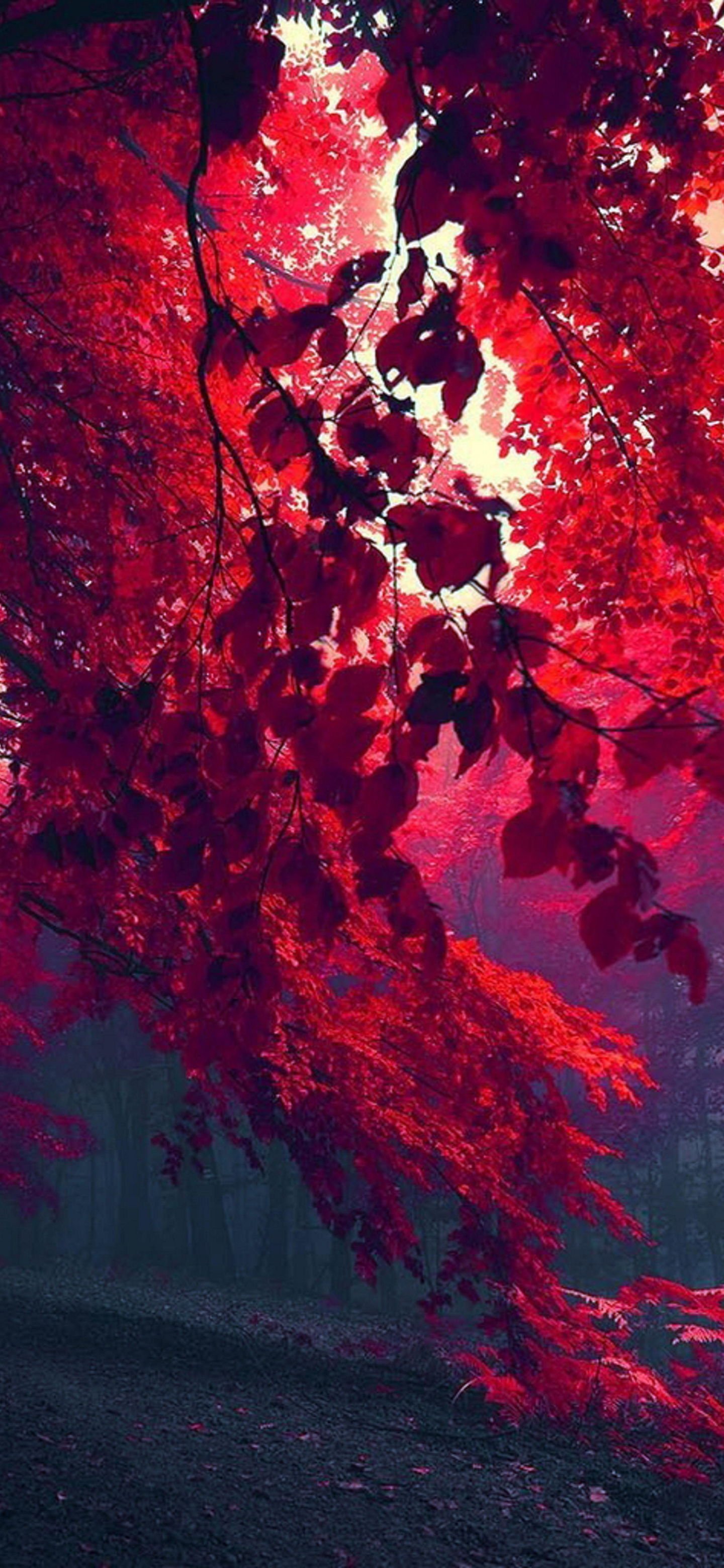 1440x3120 Background HD Wallpaper