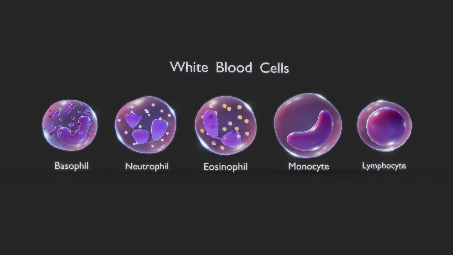 1920x1080 White Blood Cells model by Nima [4b05613]